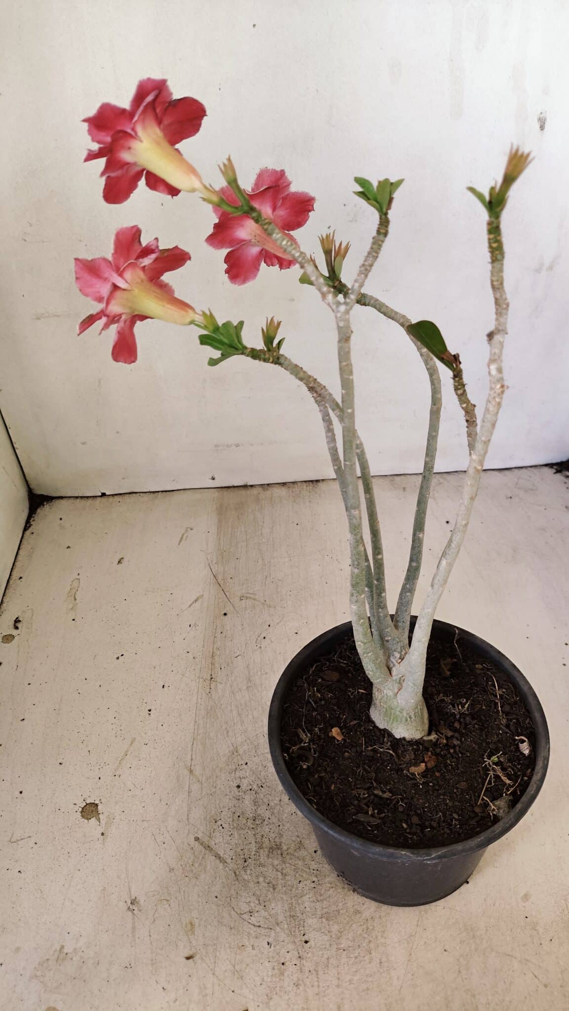 Planta Dobrada 3518 – 35cm – 03 anos - foto 6