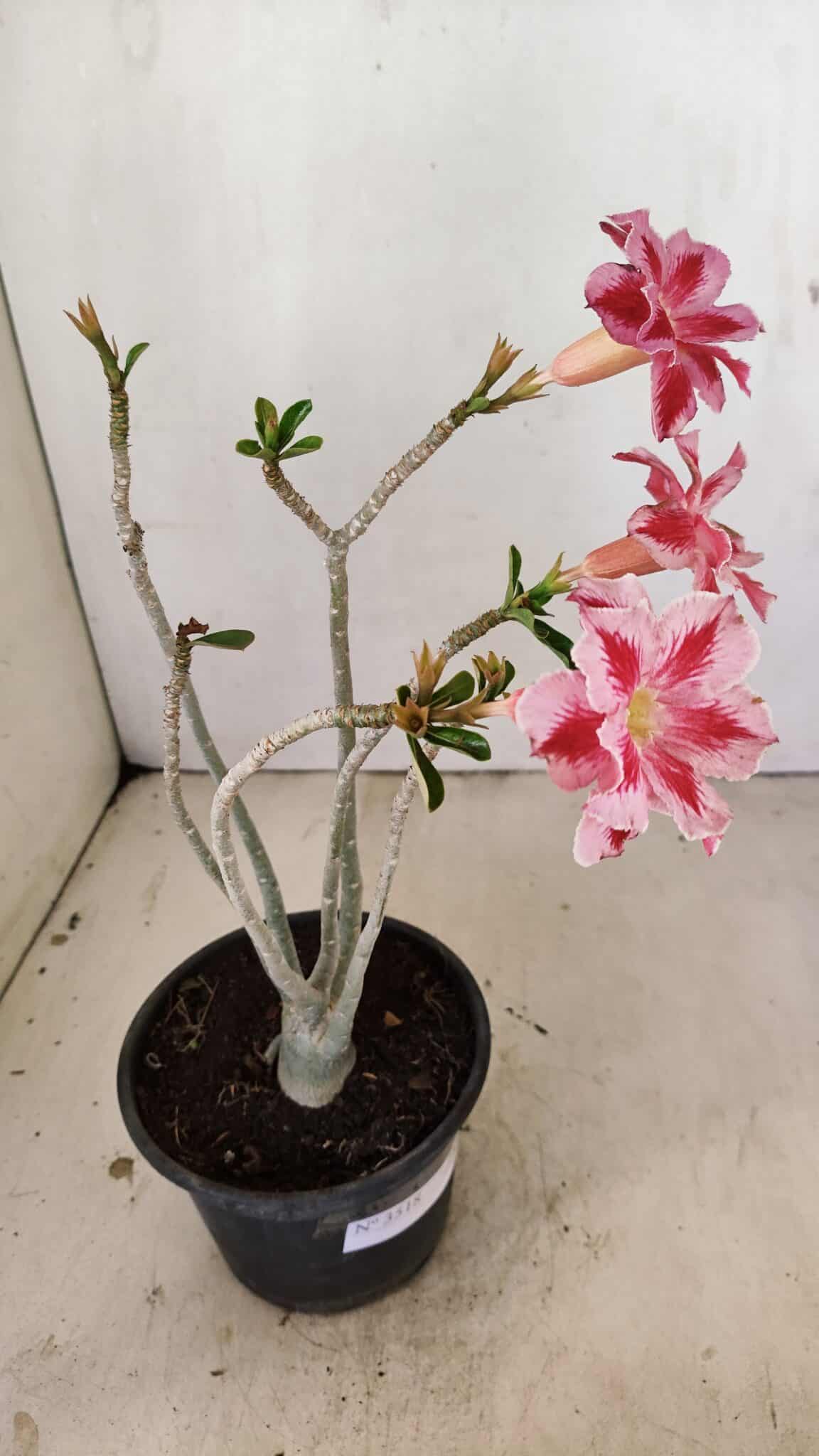 Planta Dobrada 3518 – 35cm – 03 anos - foto 5