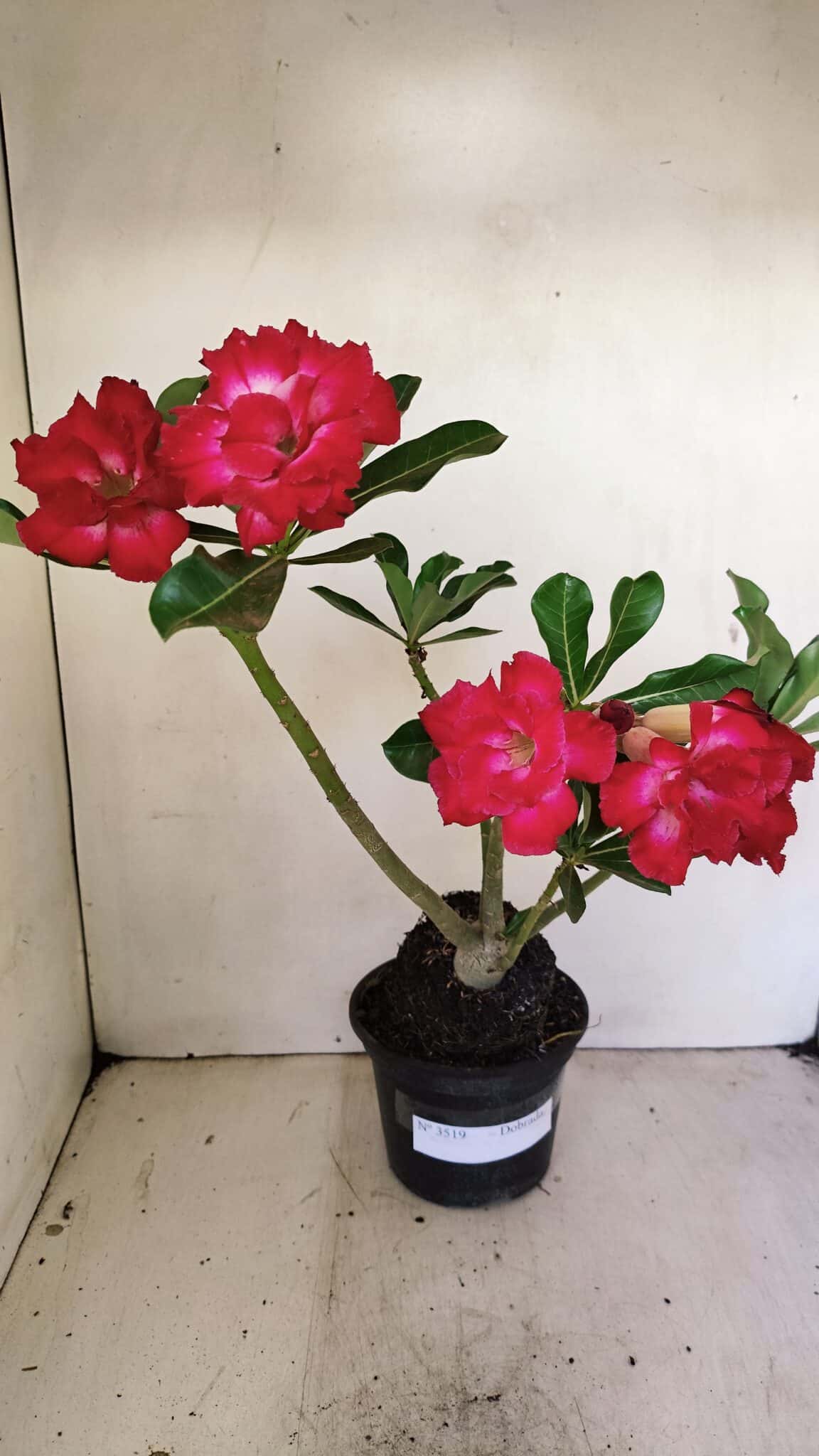 Planta Dobrada 3519 – 35cm – 03 anos - foto 2