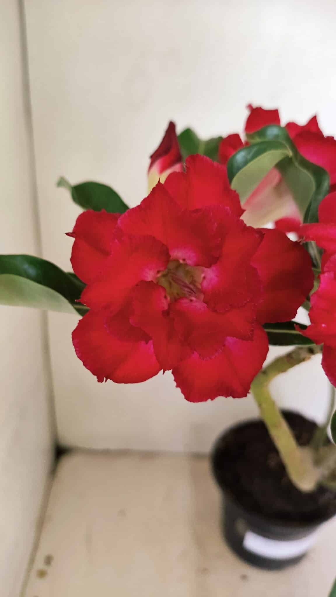 Planta Dobrada 3519 – 35cm – 03 anos - foto 3
