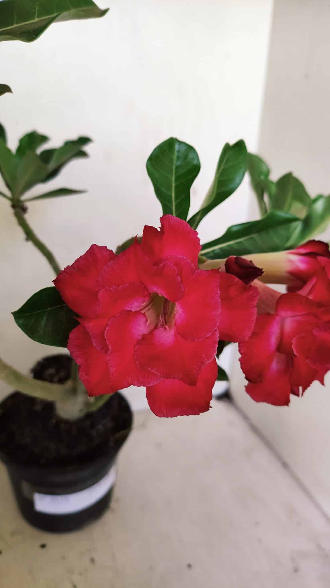 Planta Dobrada 3519 – 35cm – 03 anos - foto 4