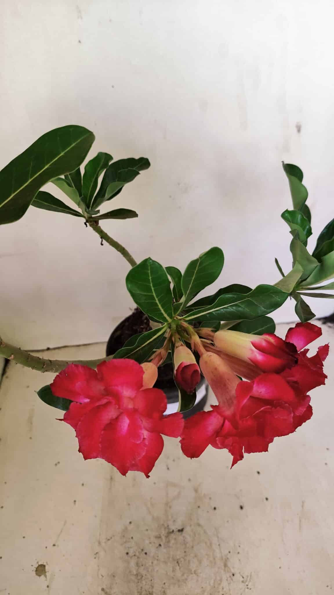 Planta Dobrada 3519 – 35cm – 03 anos - foto 6
