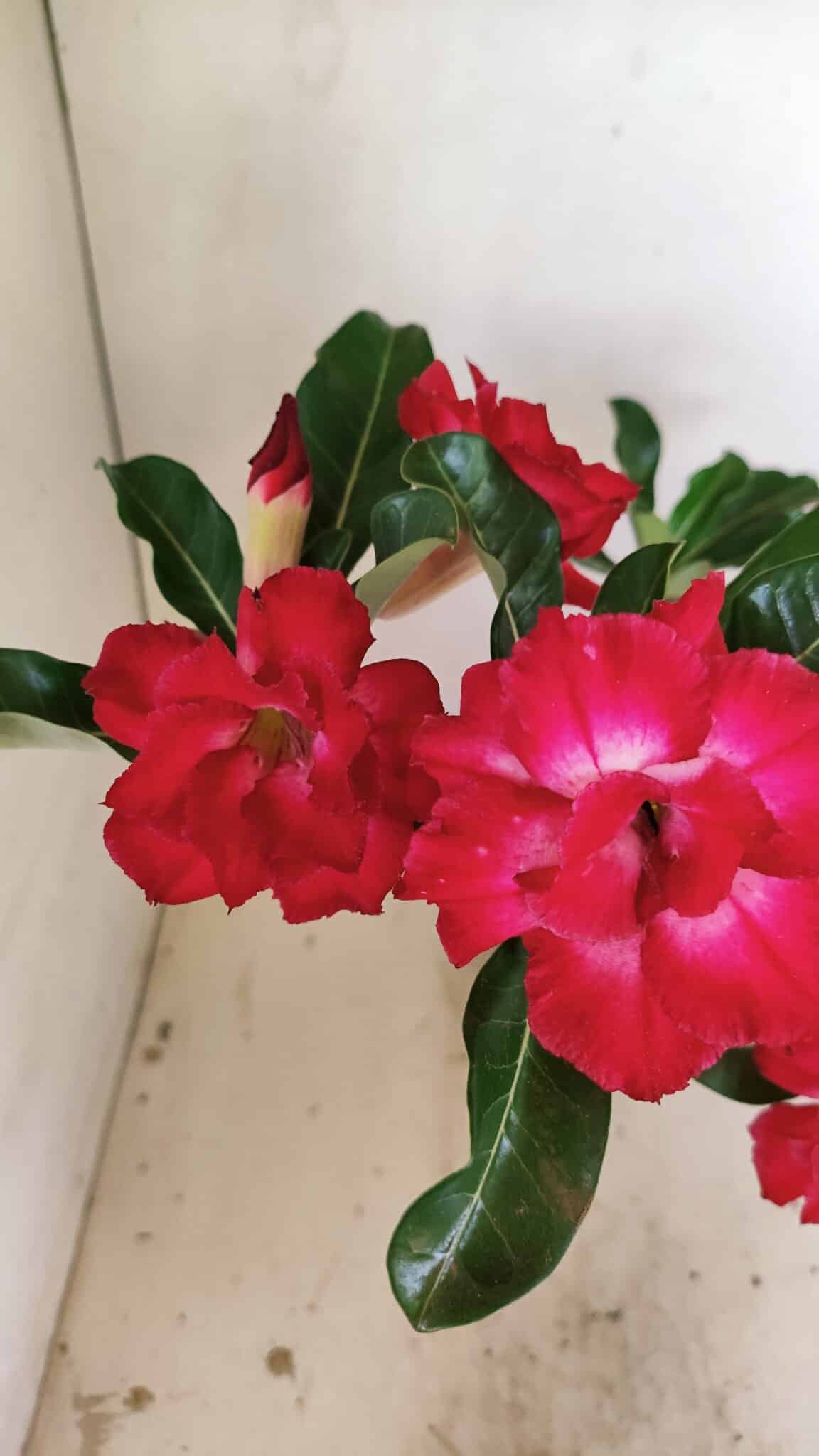 Planta Dobrada 3519 – 35cm – 03 anos - foto 5