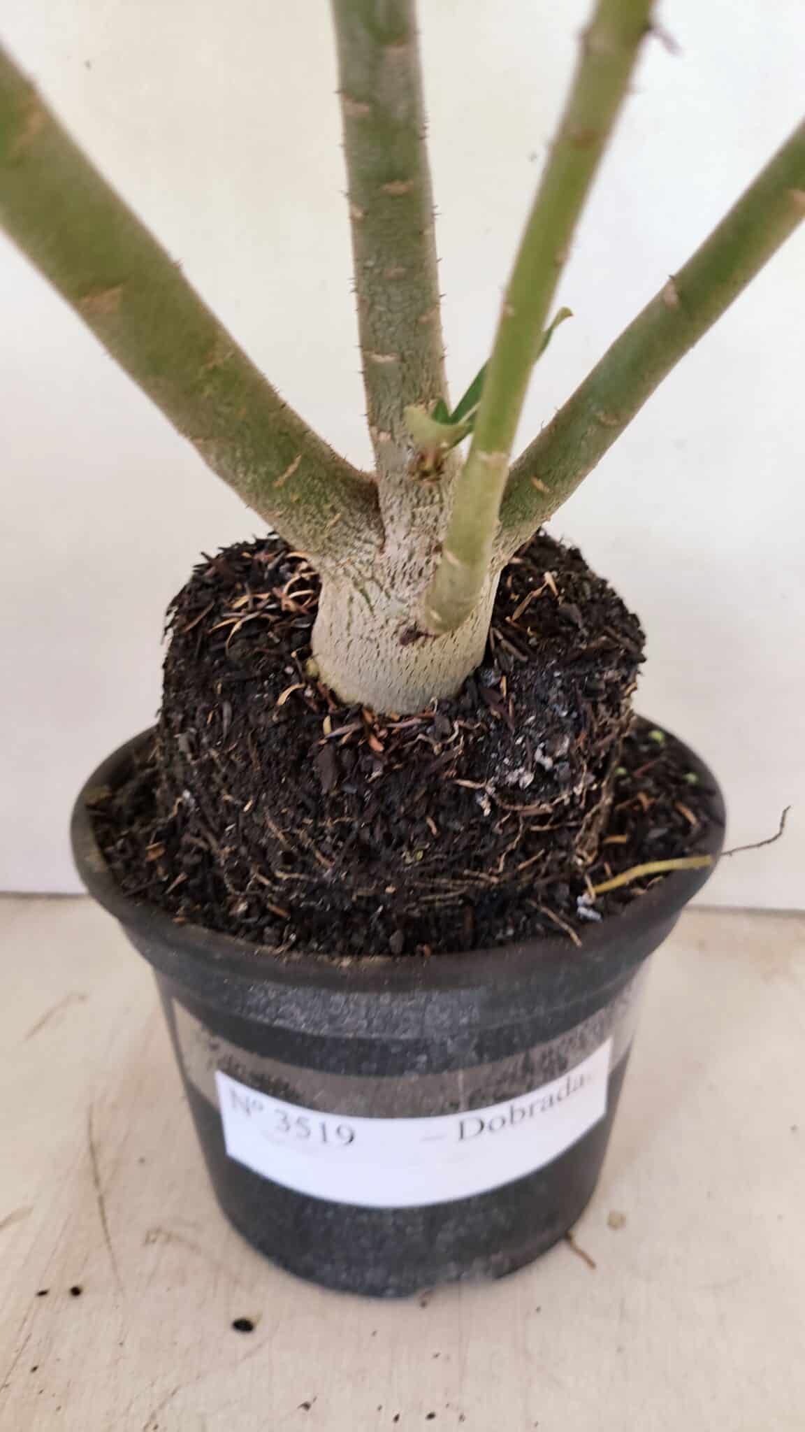 Planta Dobrada 3519 – 35cm – 03 anos - foto 9