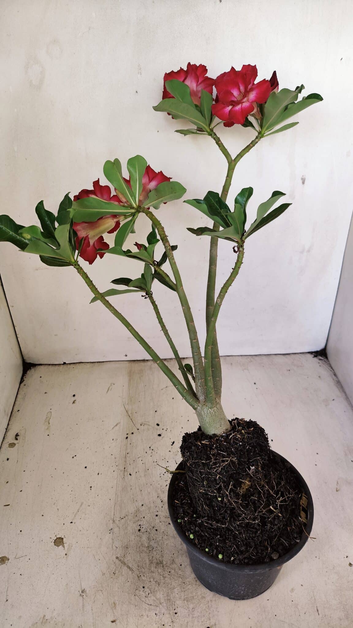 Planta Dobrada 3519 – 35cm – 03 anos - foto 8