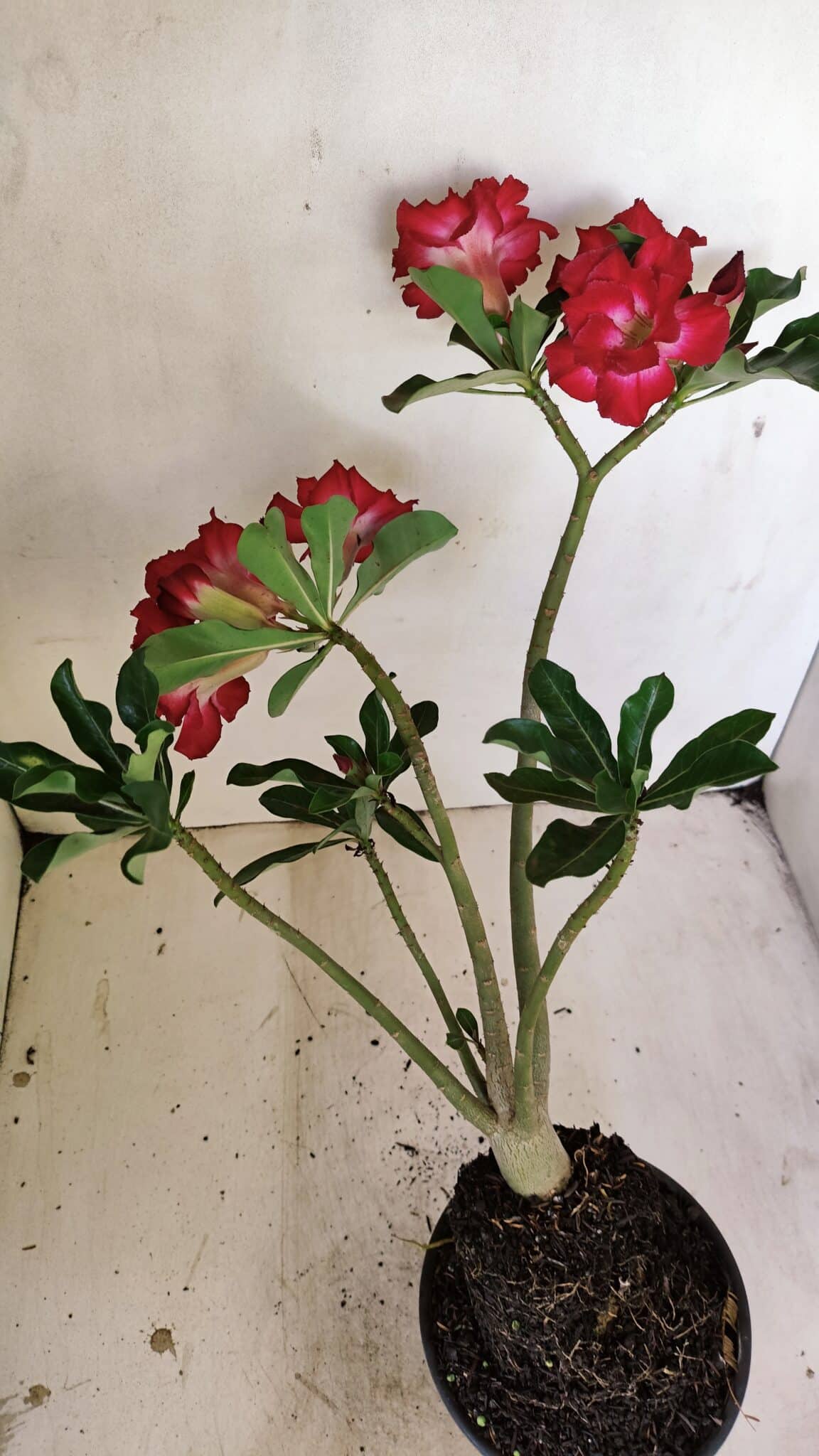 Planta Dobrada 3519 – 35cm – 03 anos - foto 7