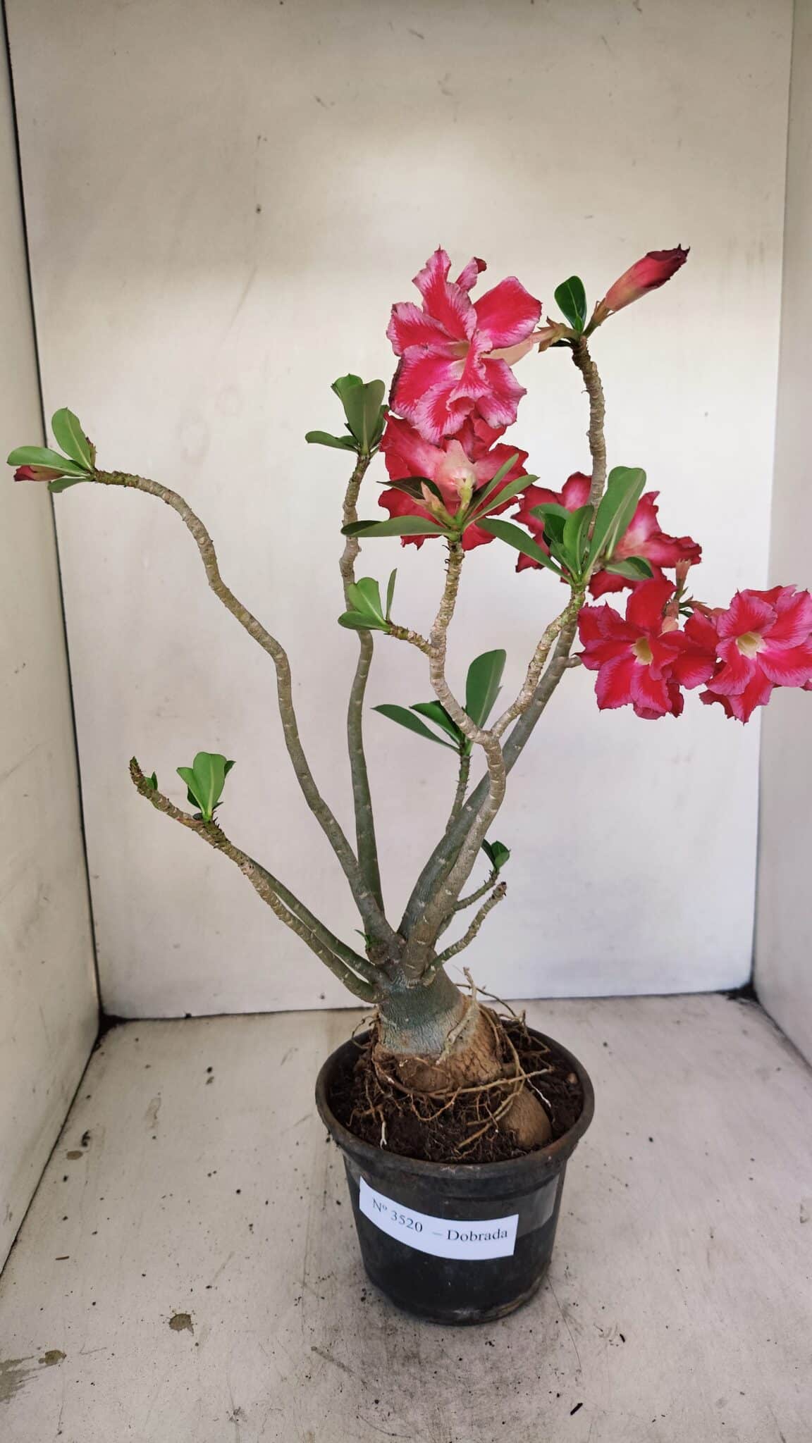 Planta Dobrada 3520 – 35cm – 03 anos - foto 2
