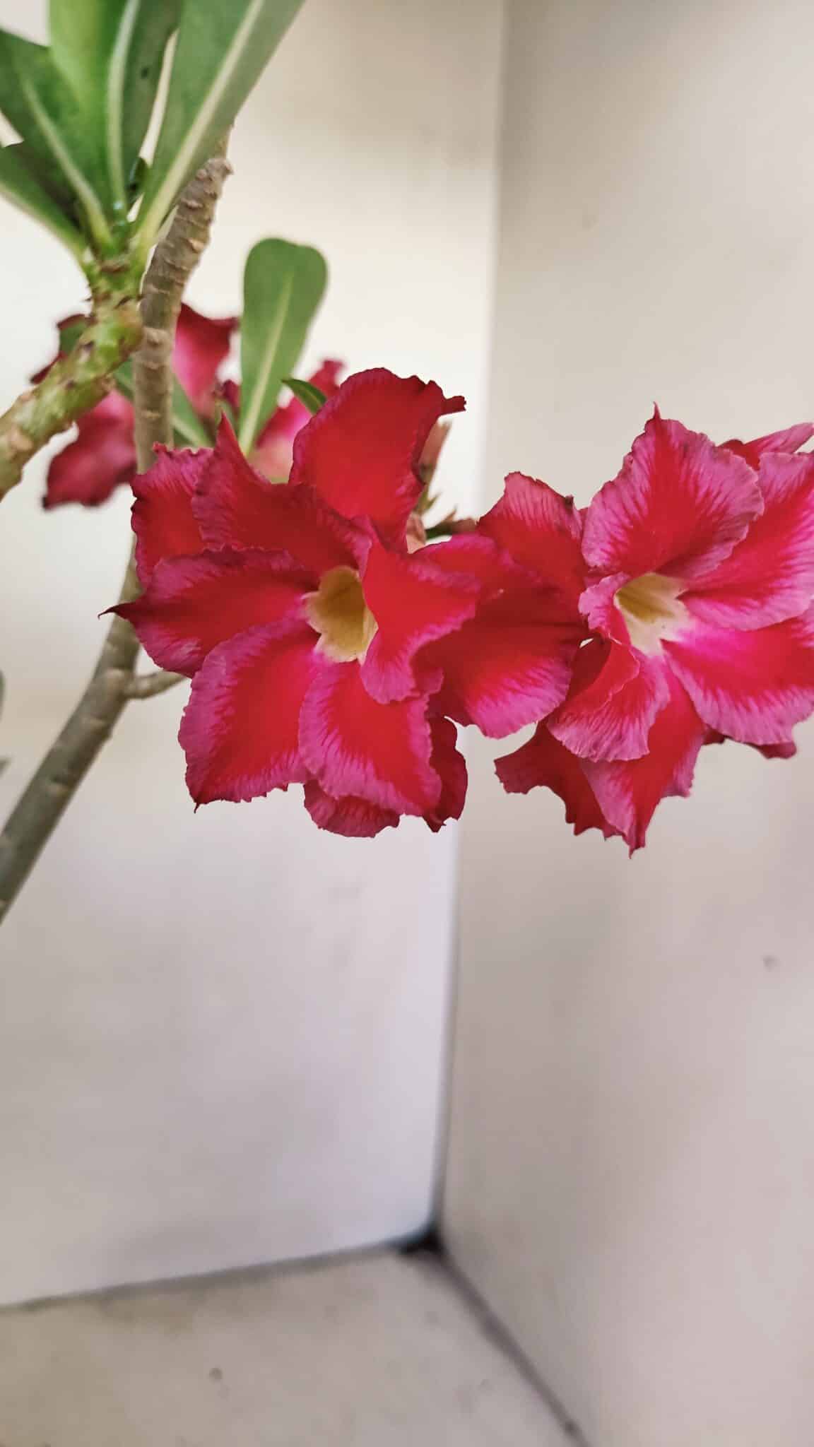 Planta Dobrada 3520 – 35cm – 03 anos - foto 3