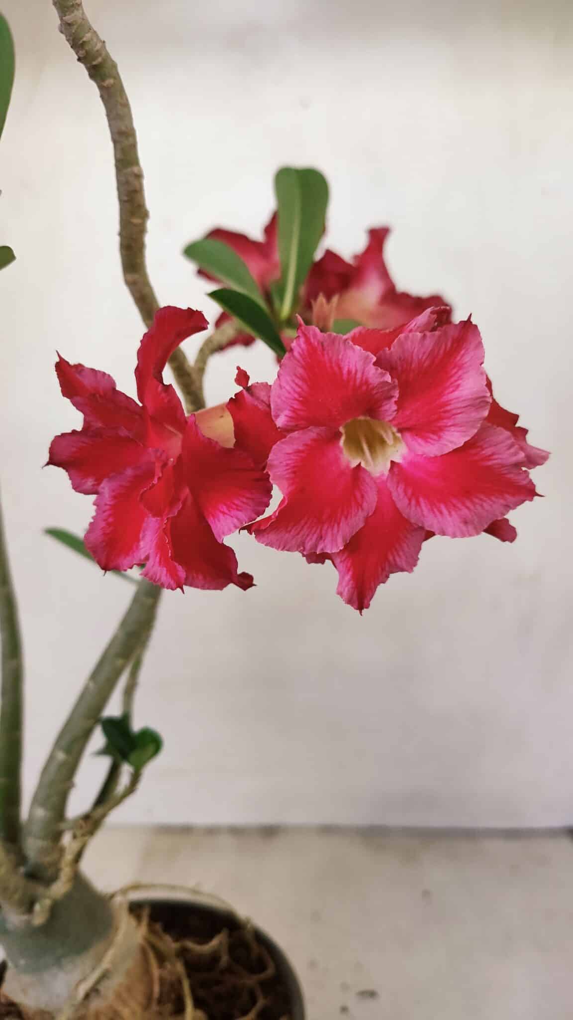Planta Dobrada 3520 – 35cm – 03 anos - foto 4