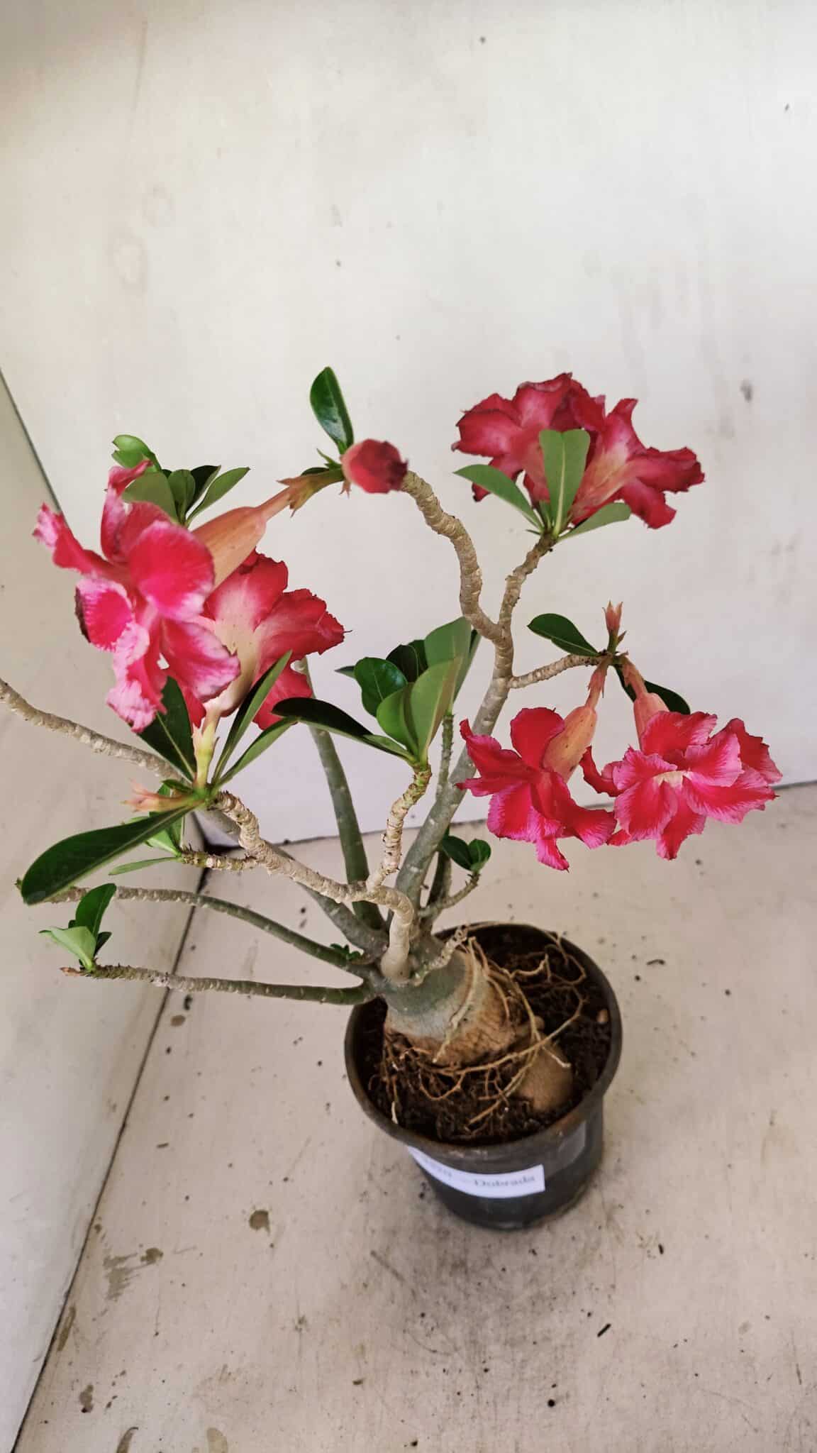 Planta Dobrada 3520 – 35cm – 03 anos - foto 5