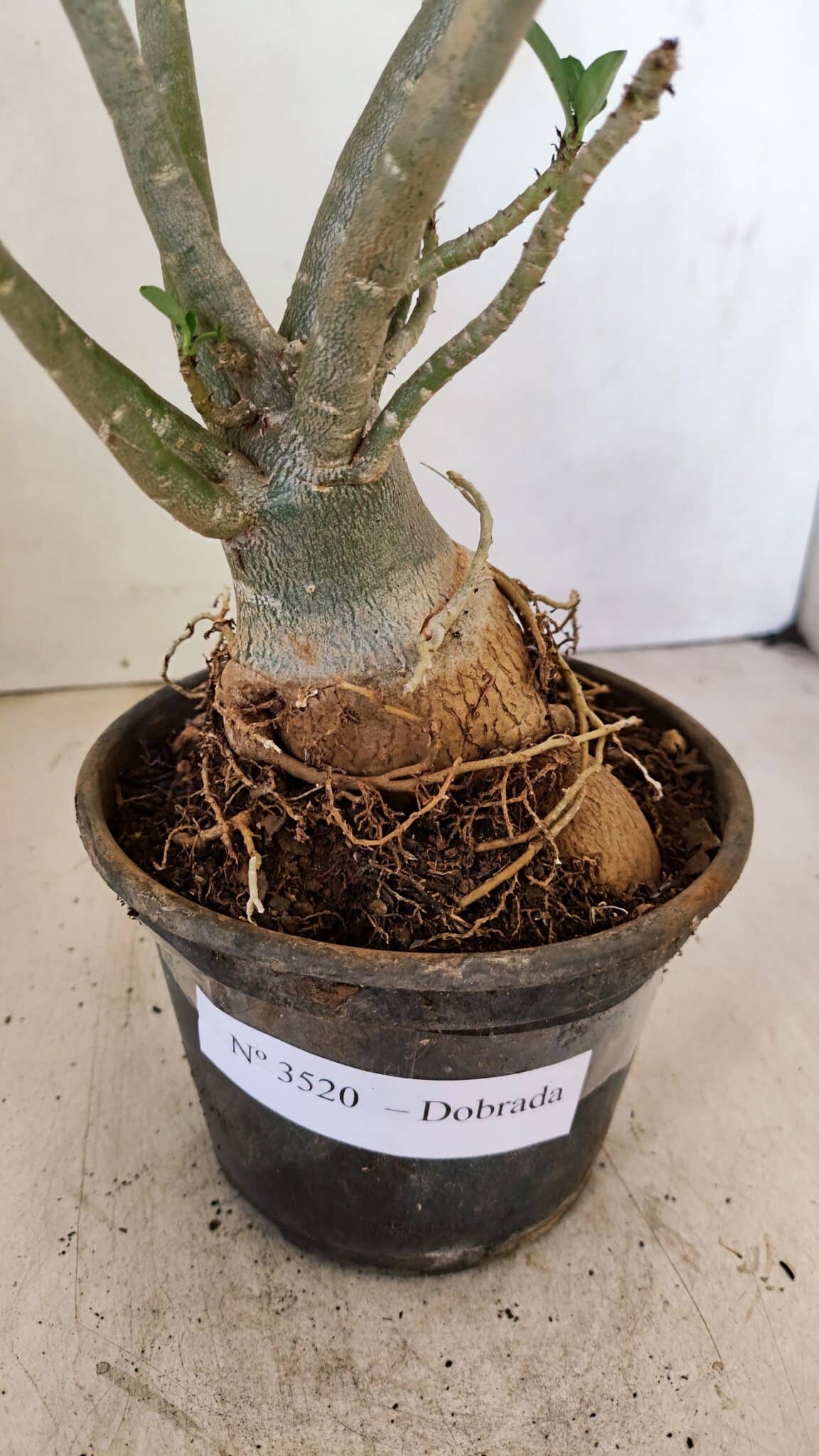 Planta Dobrada 3520 – 35cm – 03 anos - foto 7