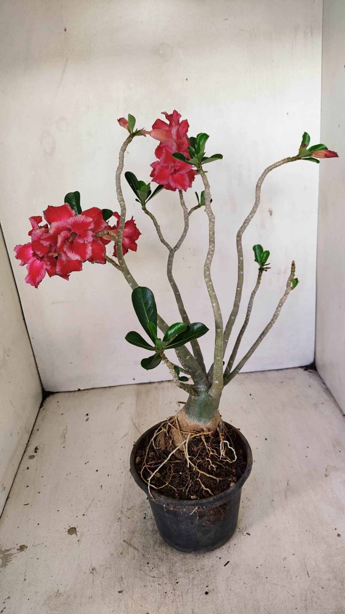 Planta Dobrada 3520 – 35cm – 03 anos - foto 6