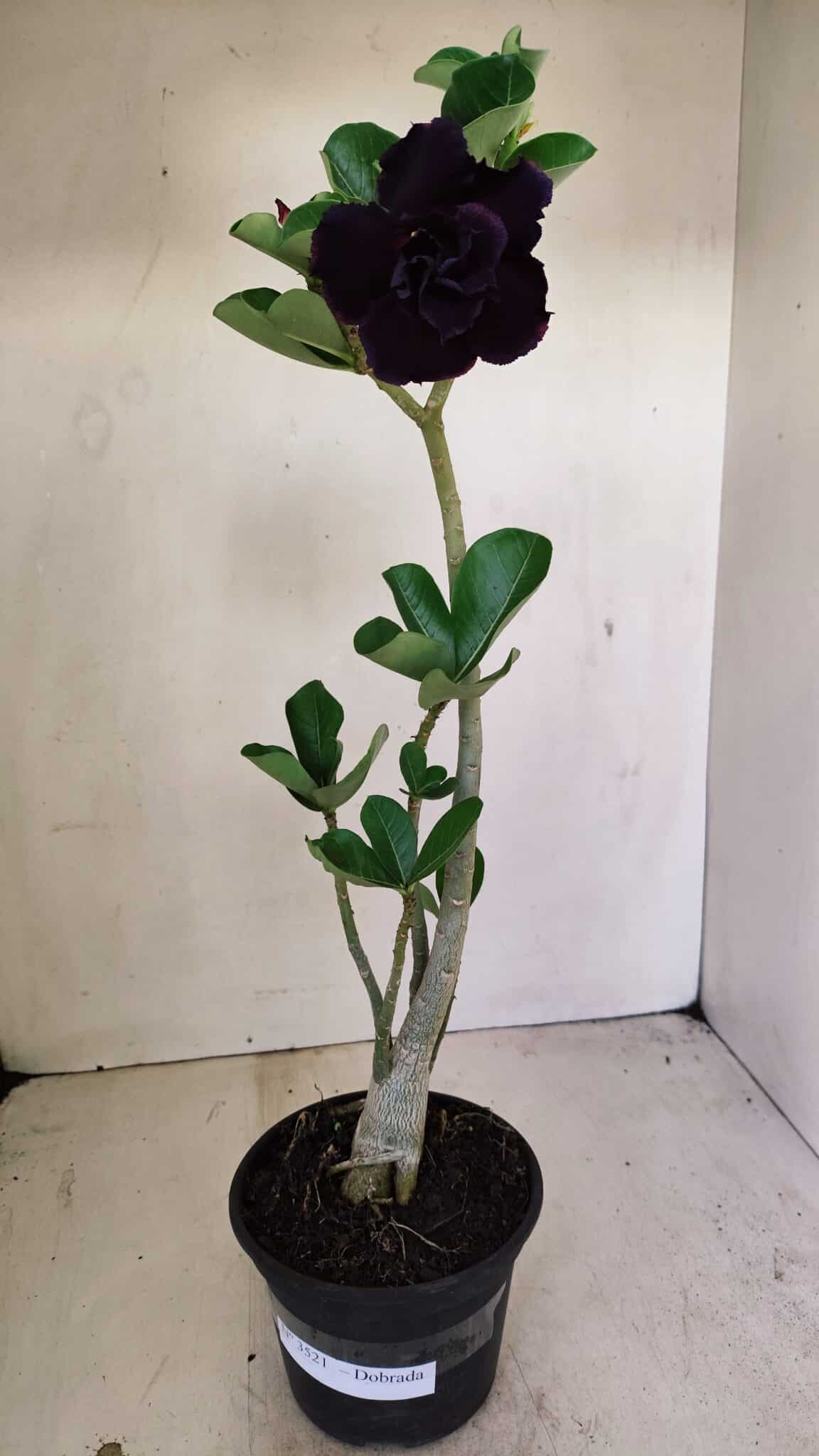 Planta Dobrada 3521 – 30cm – 02 anos - foto 2
