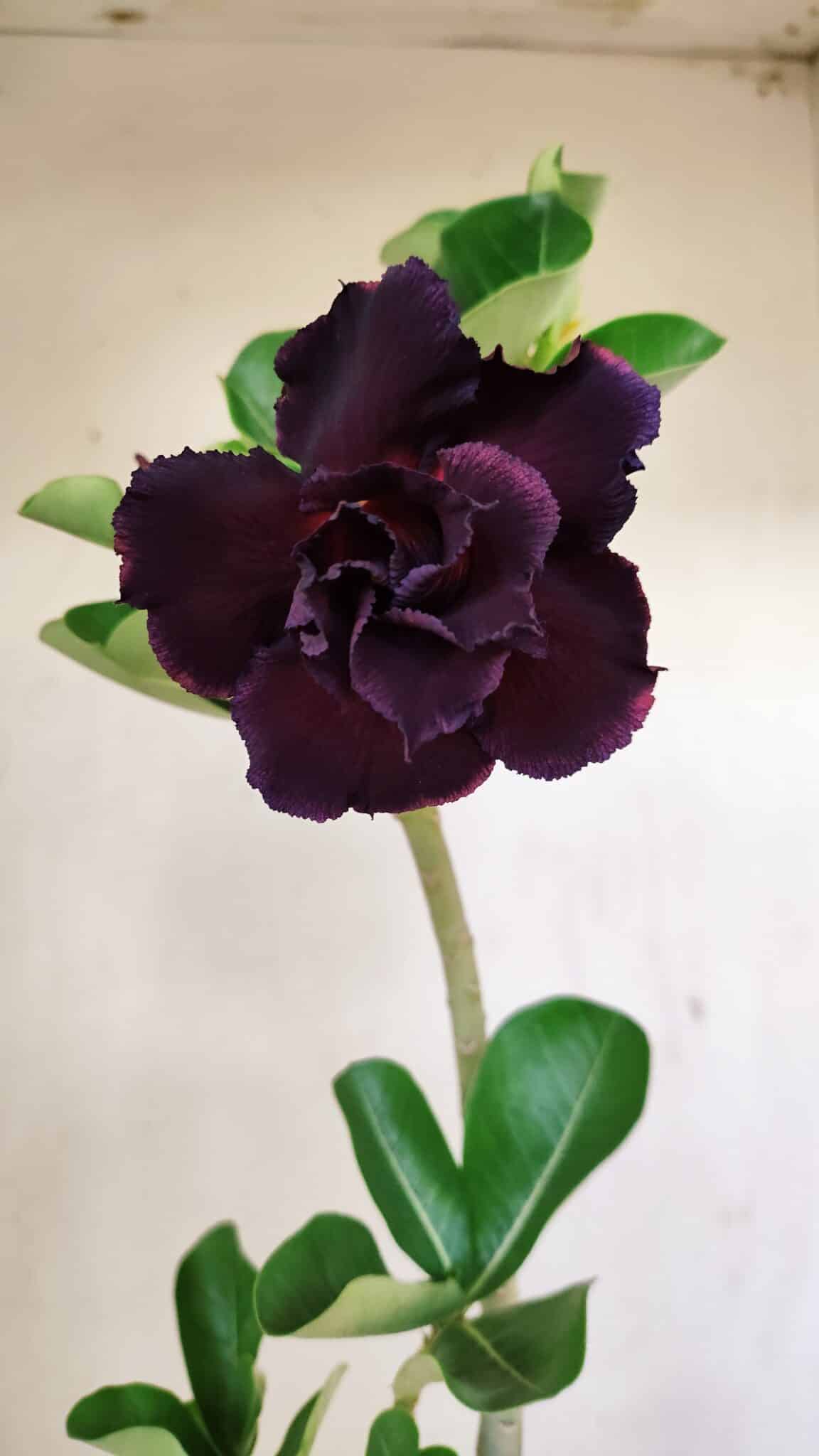 Planta Dobrada 3521 – 30cm – 02 anos - foto 3