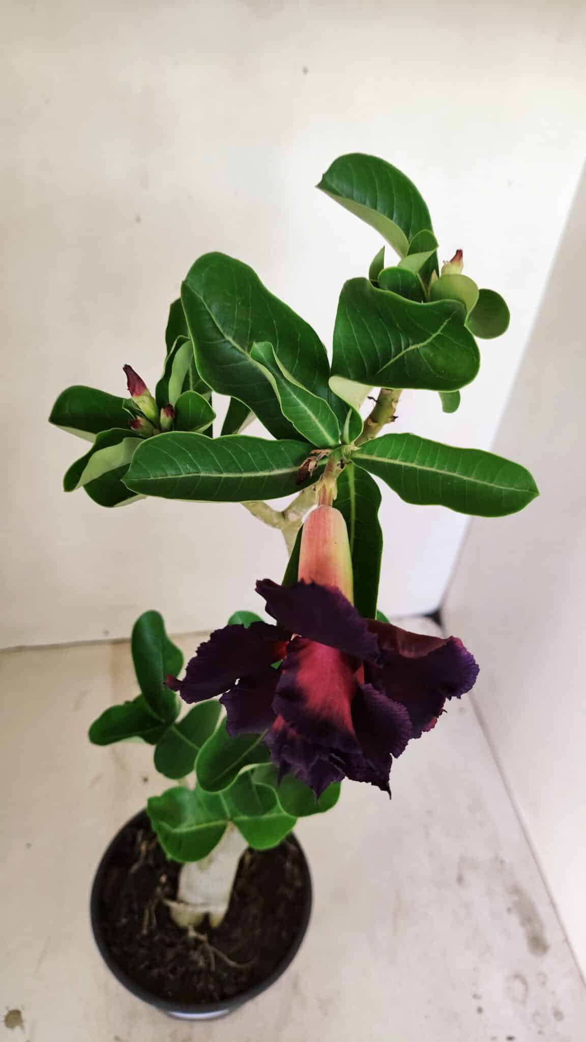 Planta Dobrada 3521 – 30cm – 02 anos - foto 4
