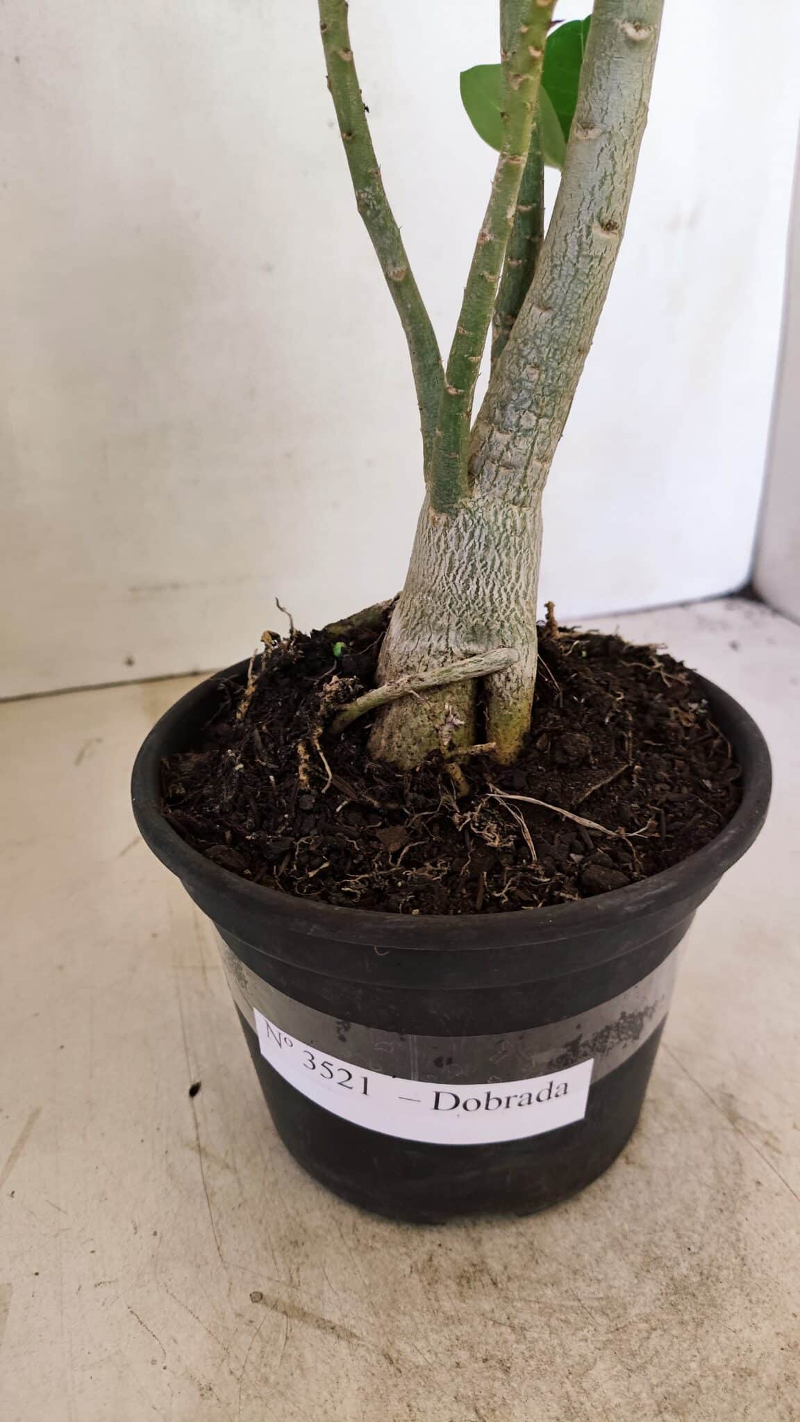 Planta Dobrada 3521 – 30cm – 02 anos - foto 6