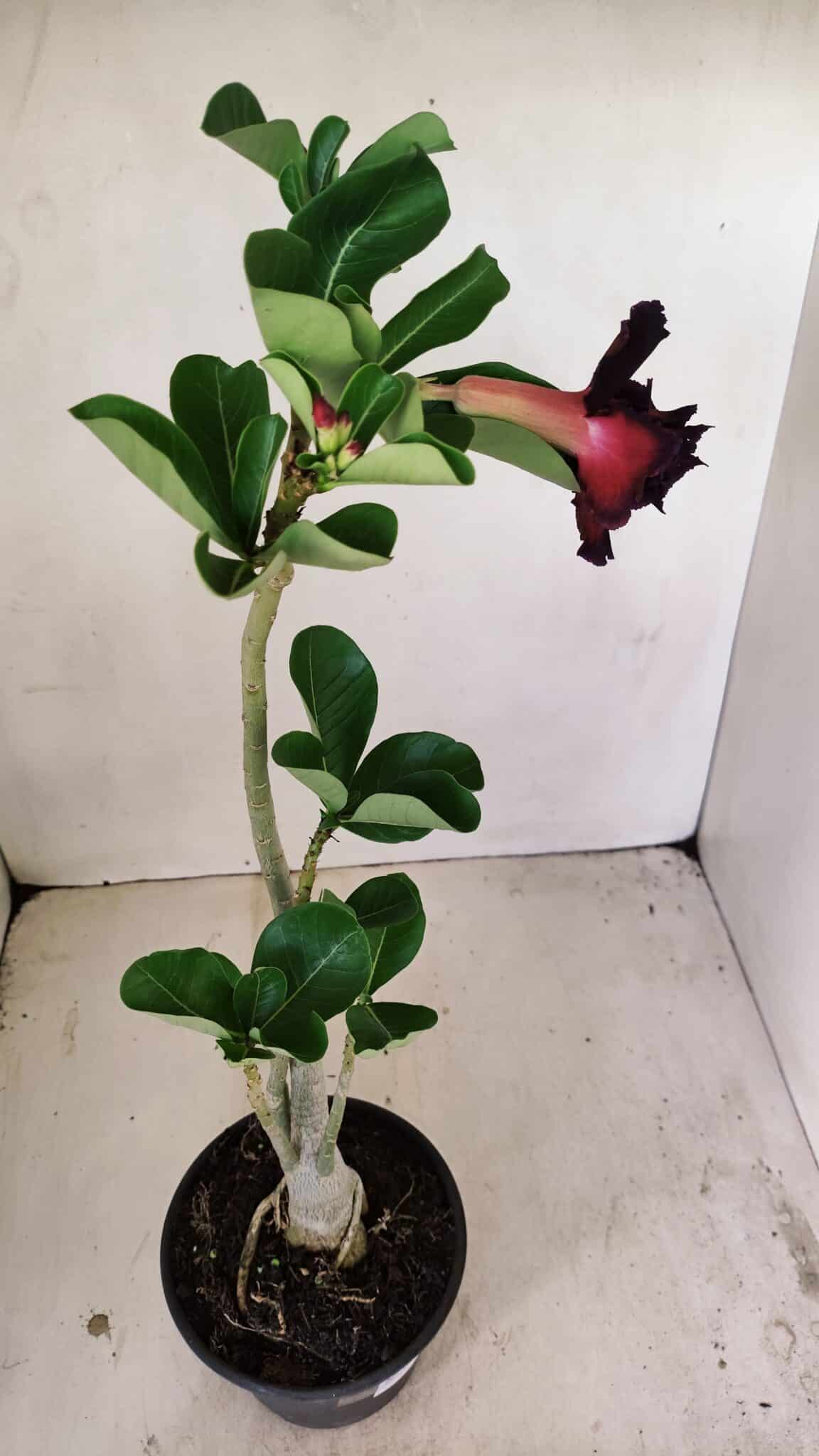 Planta Dobrada 3521 – 30cm – 02 anos - foto 5