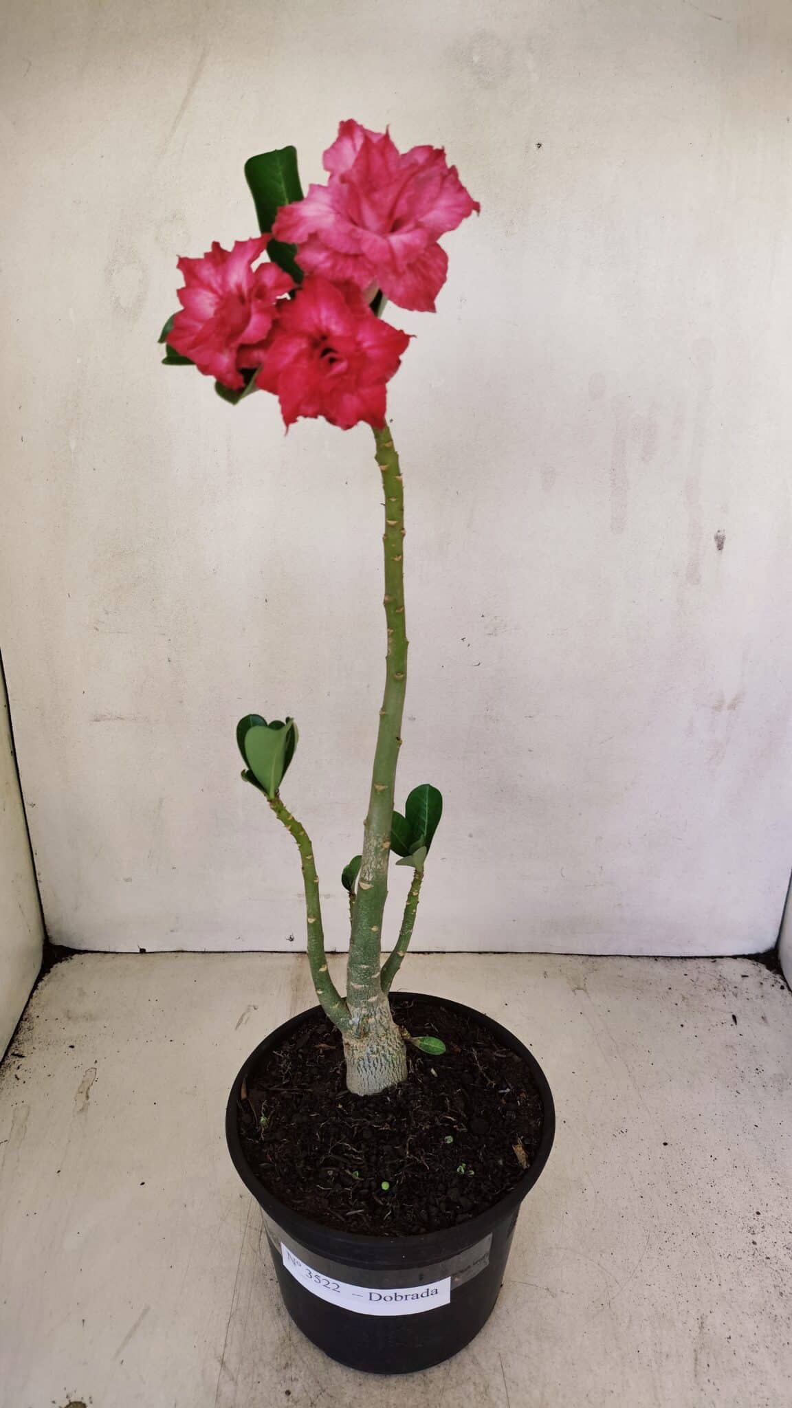 Planta Dobrada 3522 – 30cm – 02 anos - foto 2