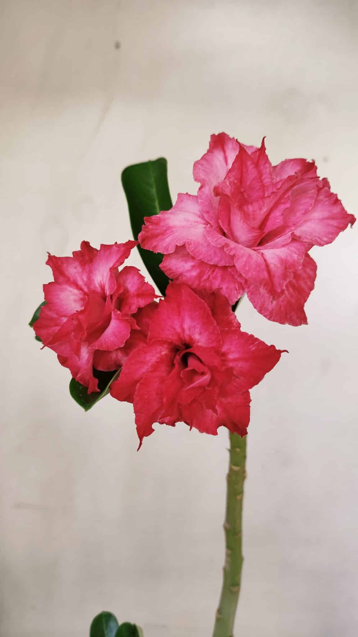 Planta Dobrada 3522 – 30cm – 02 anos - foto 3