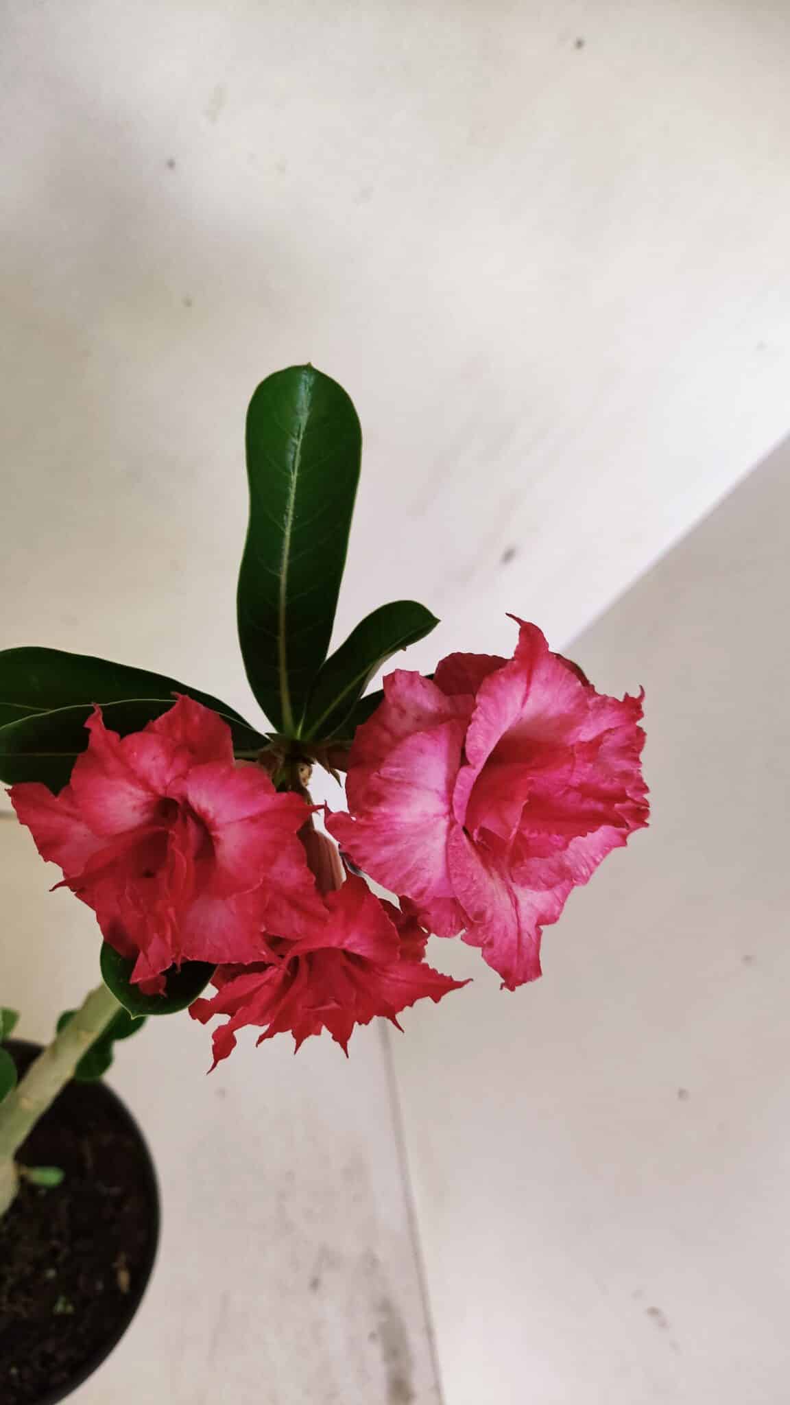 Planta Dobrada 3522 – 30cm – 02 anos - foto 4