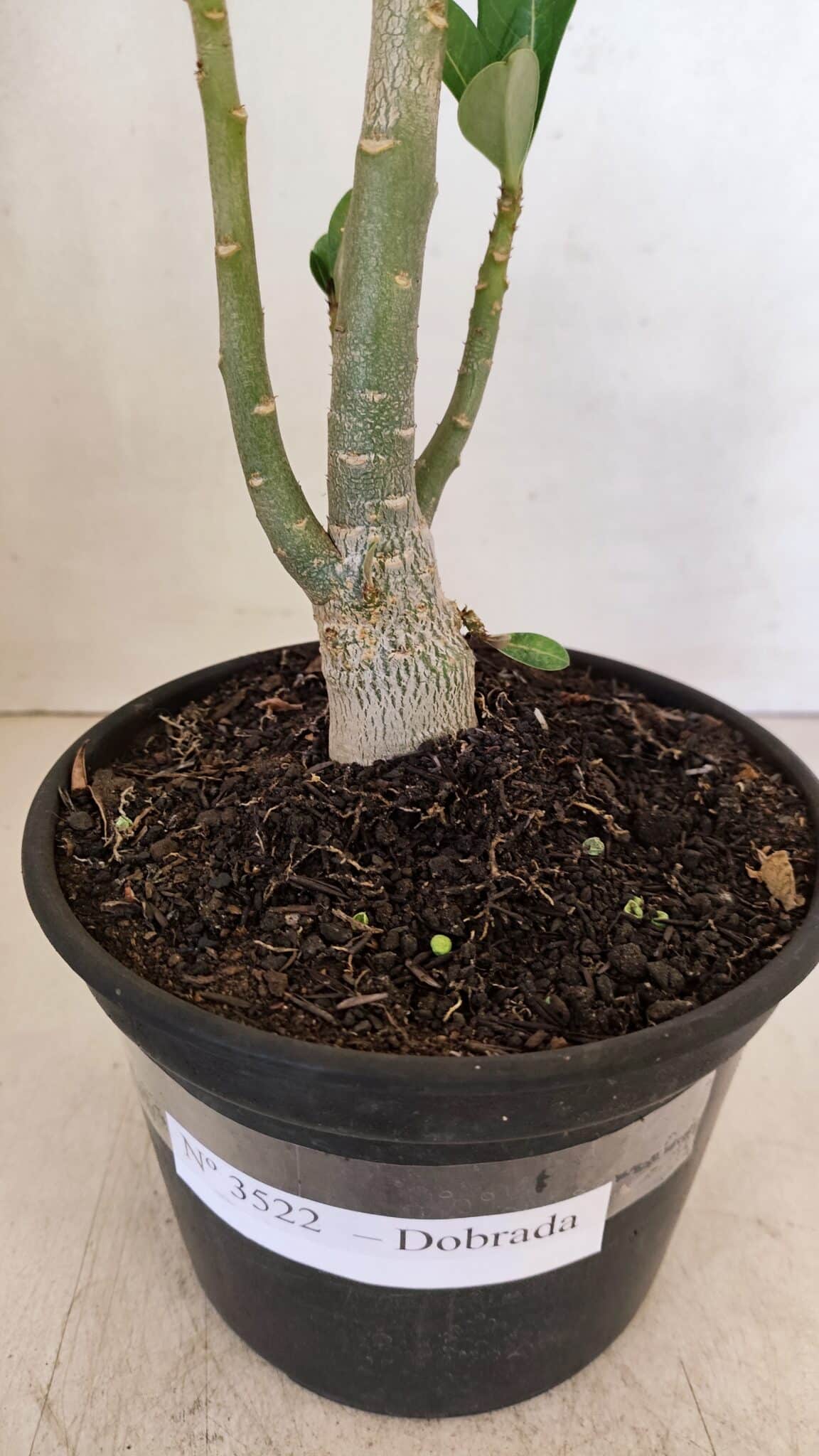 Planta Dobrada 3522 – 30cm – 02 anos - foto 5