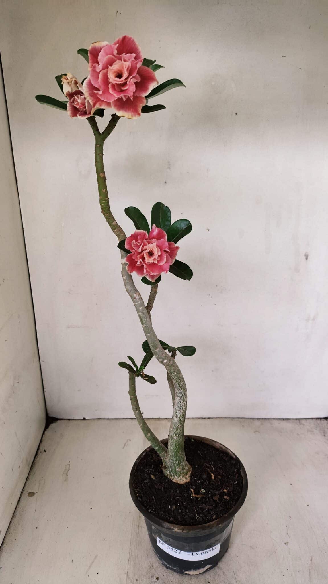Planta Dobrada 3523 – 35cm – 03 anos - foto 2