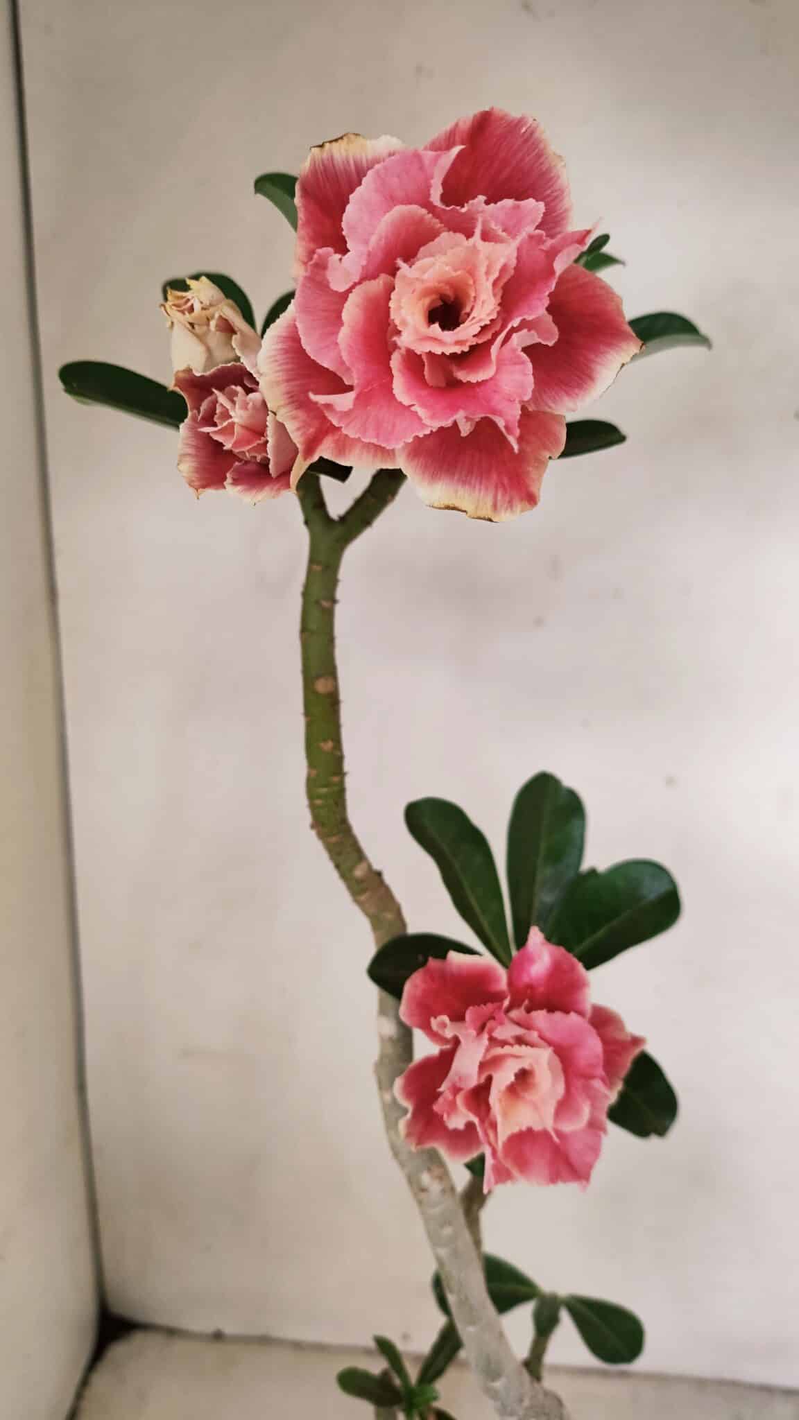 Planta Dobrada 3523 – 35cm – 03 anos - foto 4