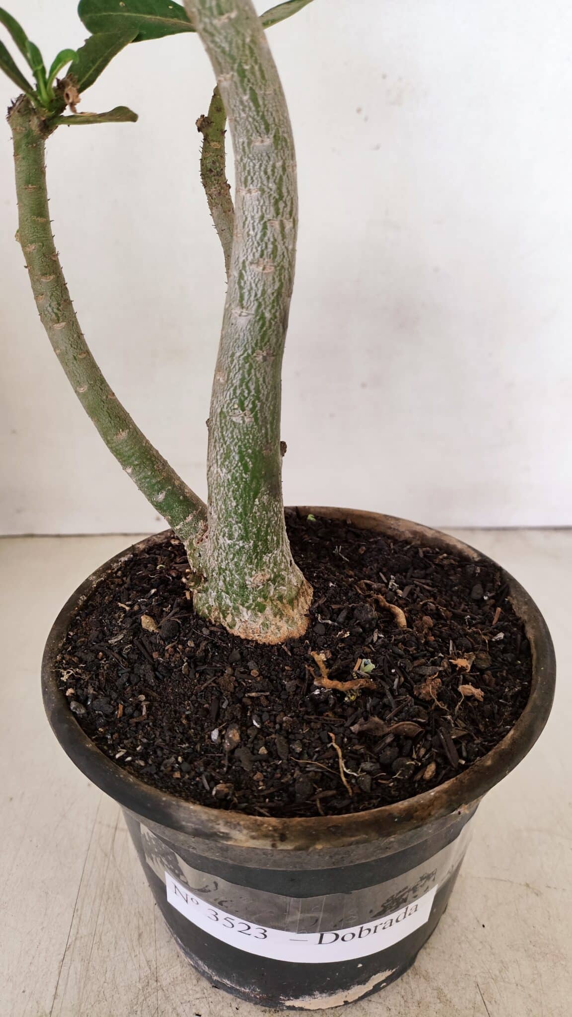 Planta Dobrada 3523 – 35cm – 03 anos - foto 8