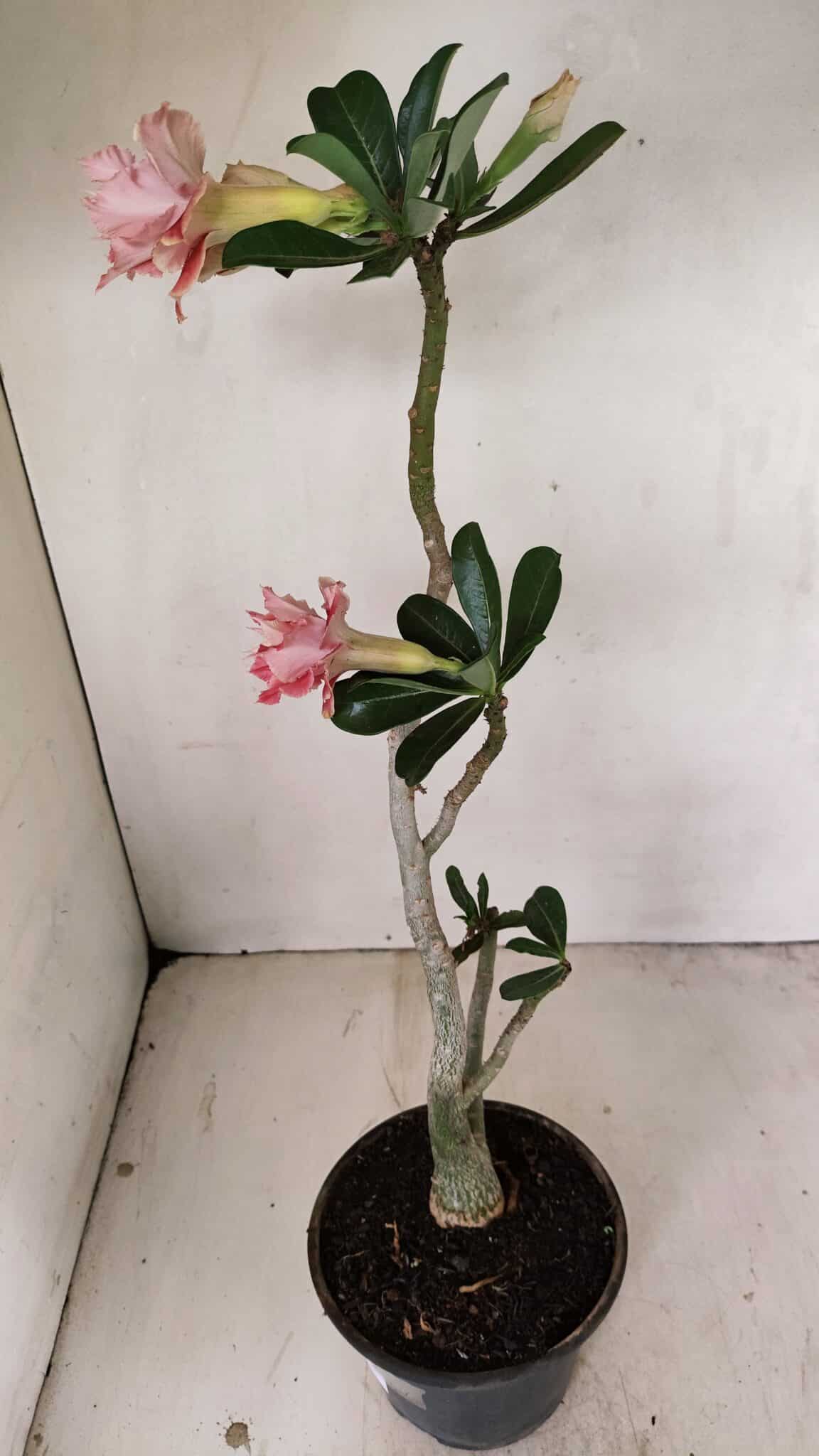 Planta Dobrada 3523 – 35cm – 03 anos - foto 7