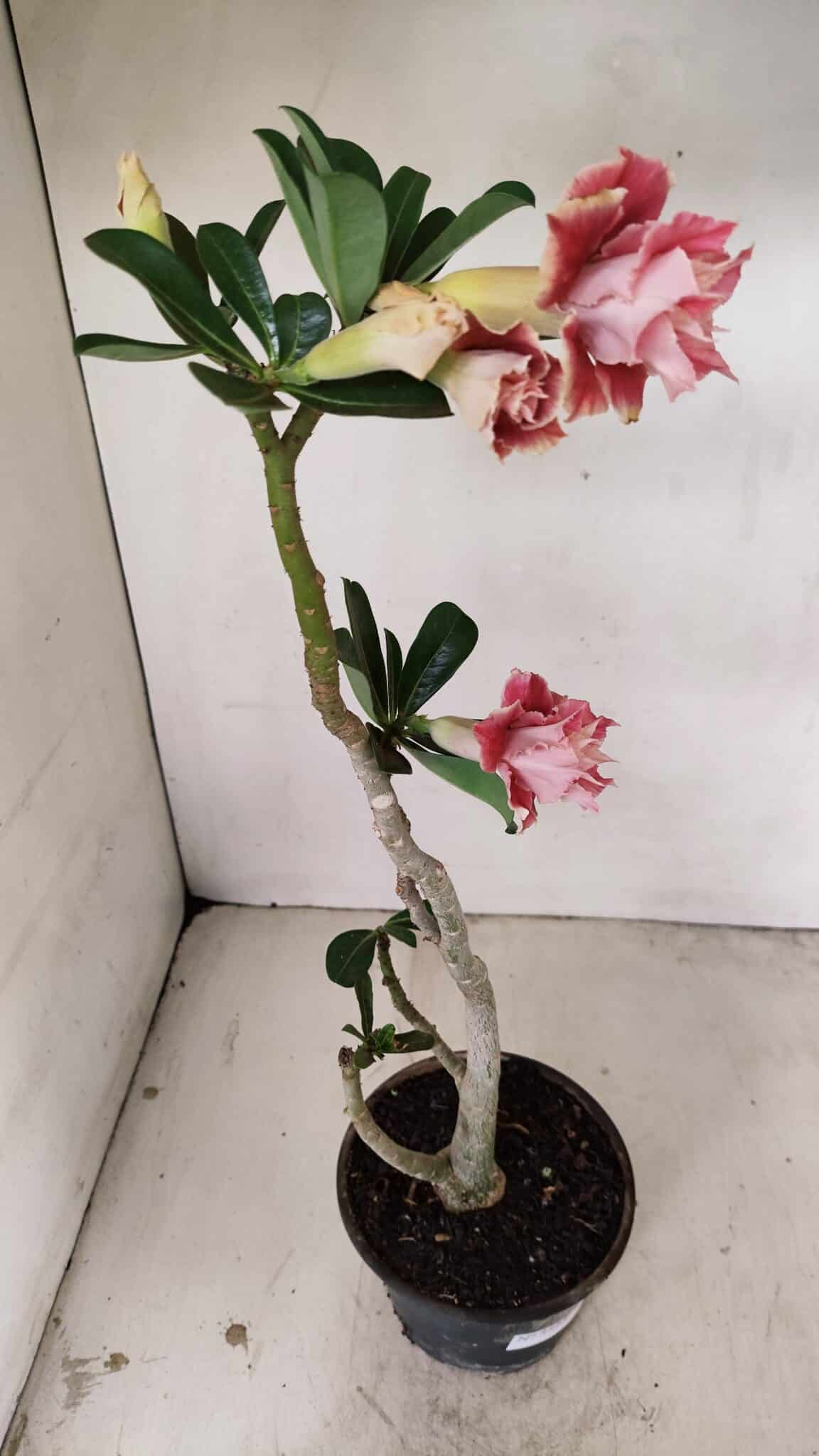 Planta Dobrada 3523 – 35cm – 03 anos - foto 6