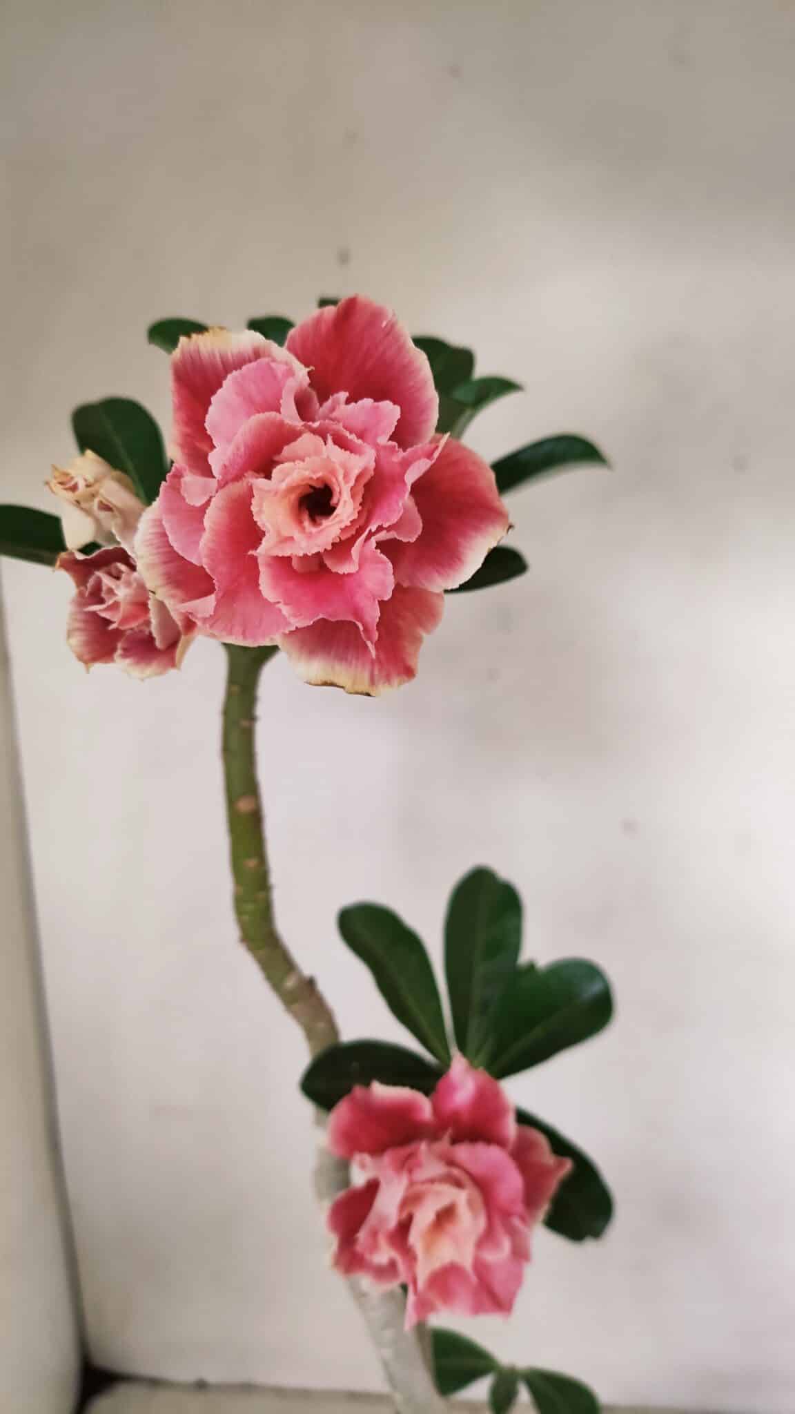 Planta Dobrada 3523 – 35cm – 03 anos - foto 5