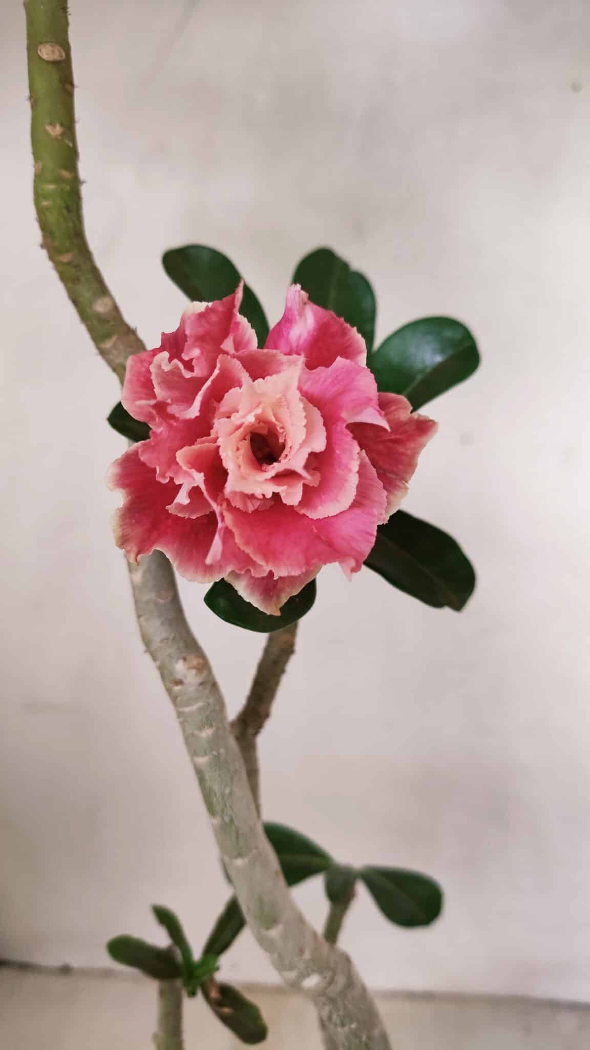 Planta Dobrada 3523 – 35cm – 03 anos - foto 3
