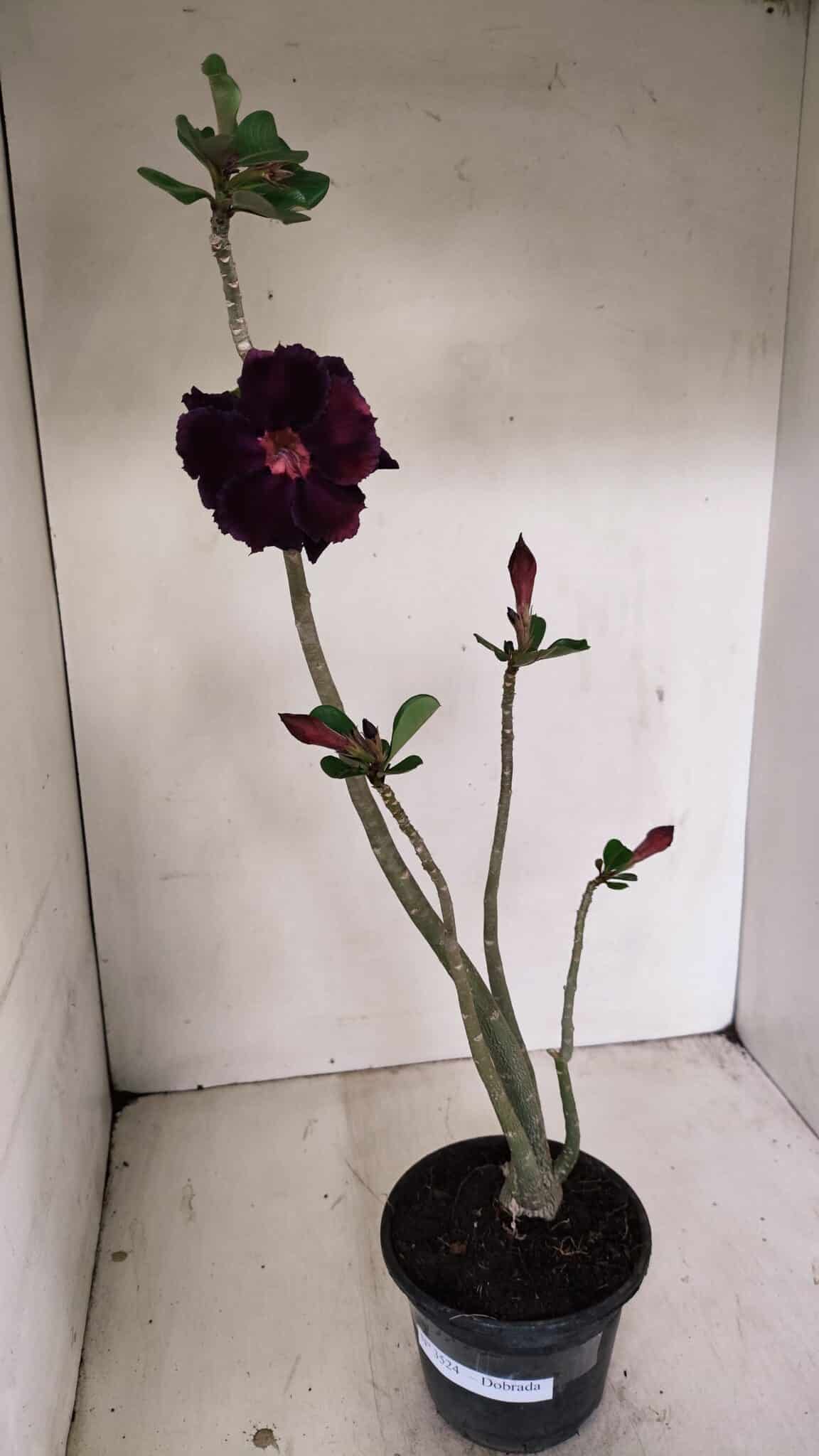 Planta Dobrada 3524 – 35cm – 03 anos - foto 2