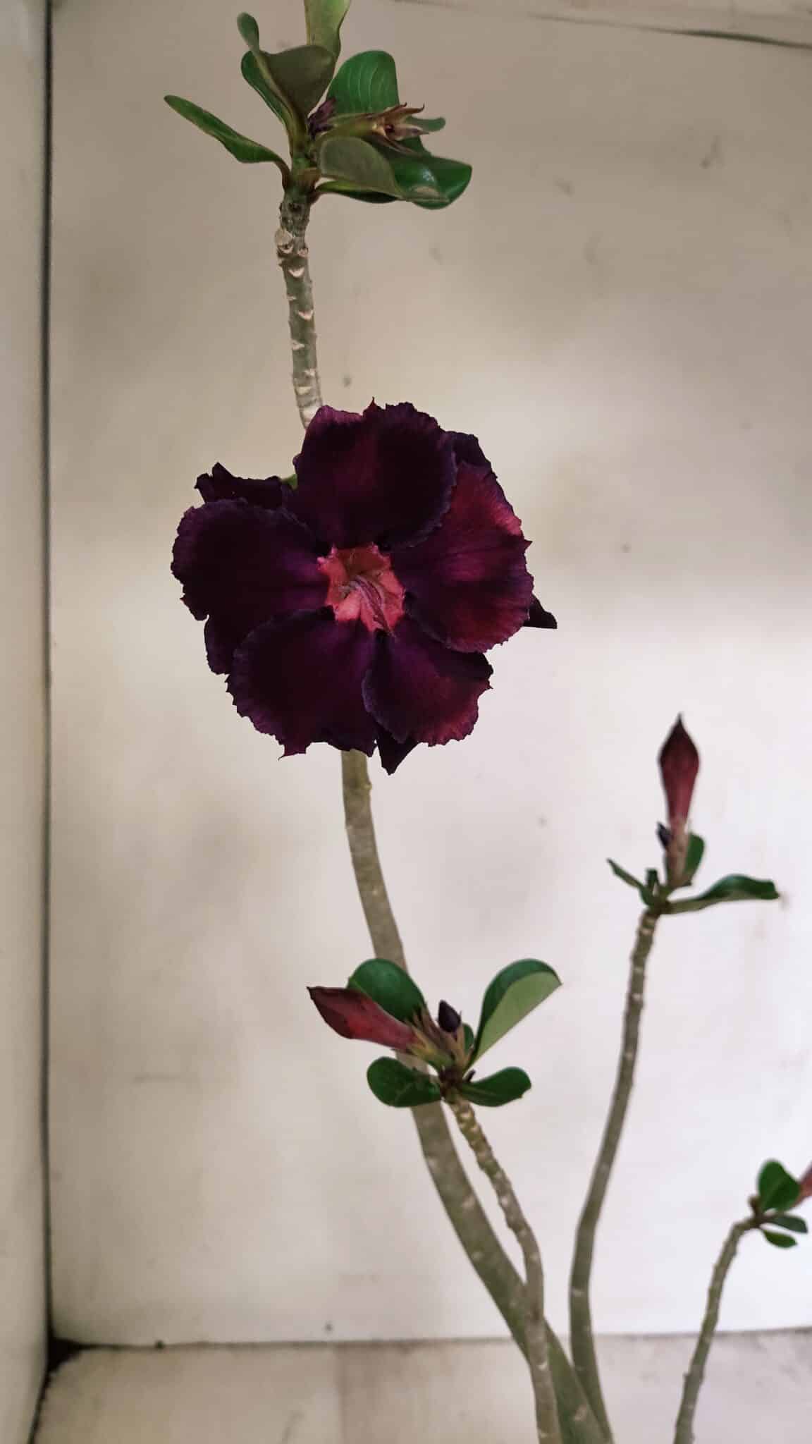 Planta Dobrada 3524 – 35cm – 03 anos - foto 3