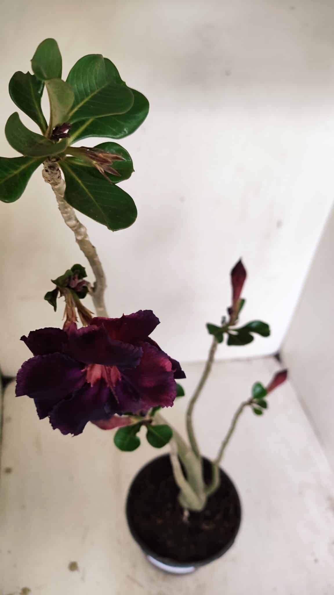 Planta Dobrada 3524 – 35cm – 03 anos - foto 4