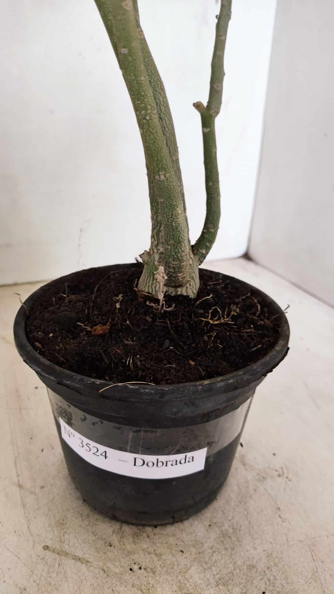 Planta Dobrada 3524 – 35cm – 03 anos - foto 7
