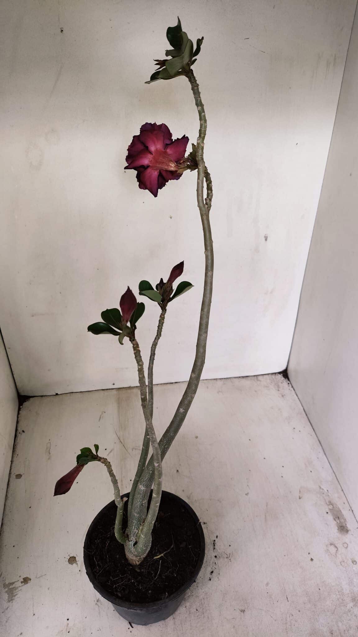 Planta Dobrada 3524 – 35cm – 03 anos - foto 6