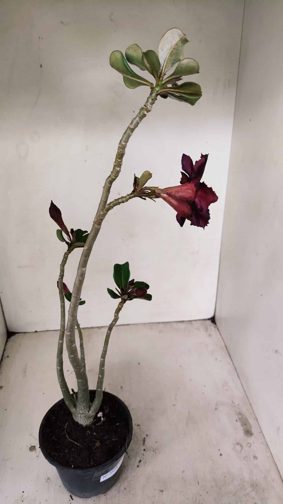 Planta Dobrada 3524 – 35cm – 03 anos - foto 5