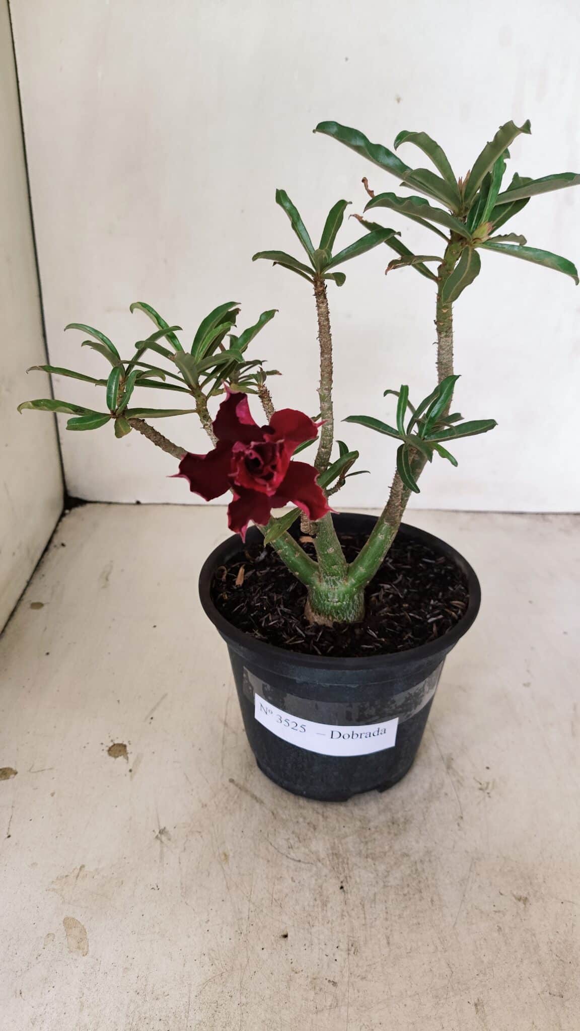 Planta Dobrada 3525 – 30cm – 02 anos - foto 2