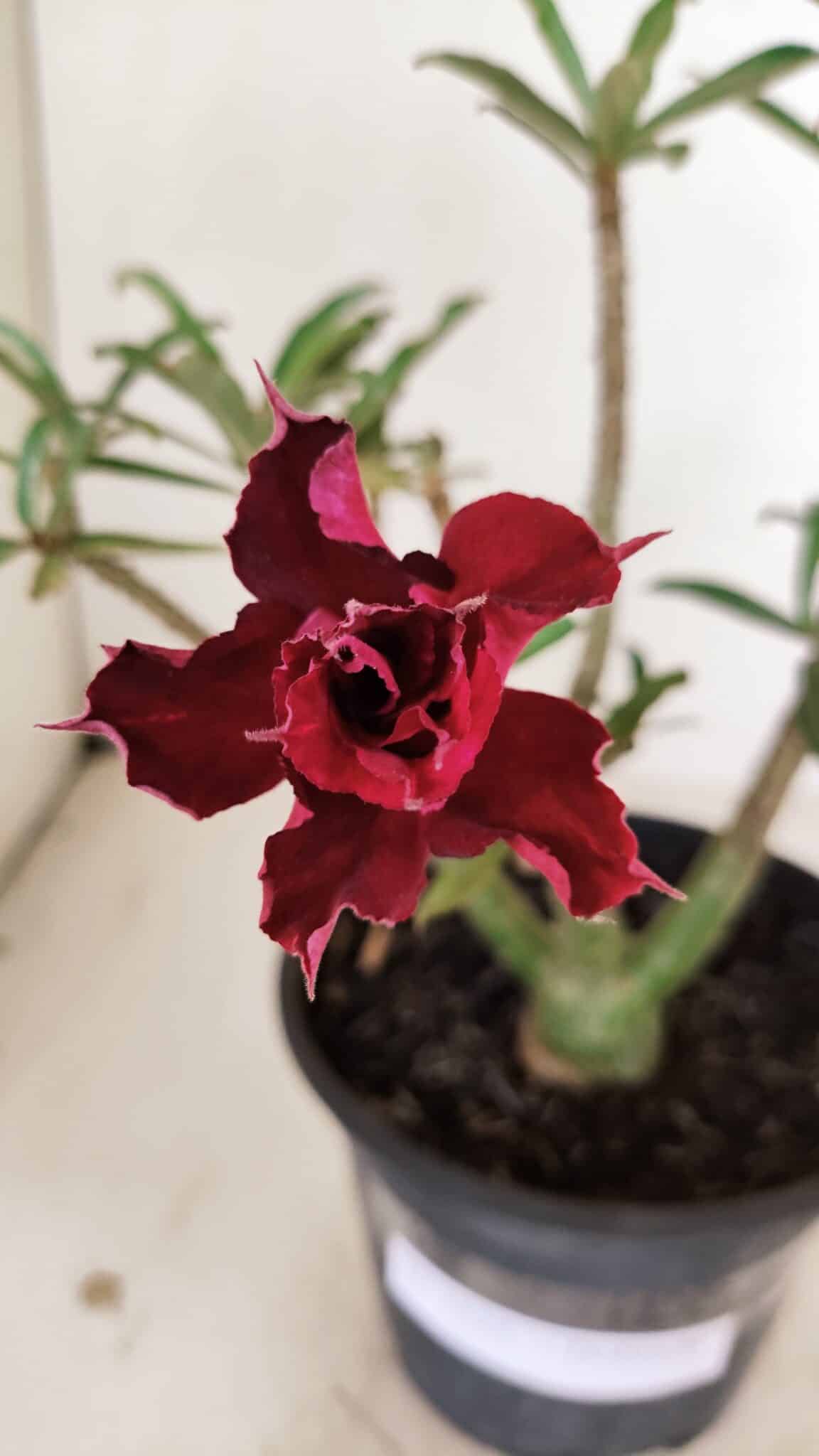 Planta Dobrada 3525 – 30cm – 02 anos - foto 3
