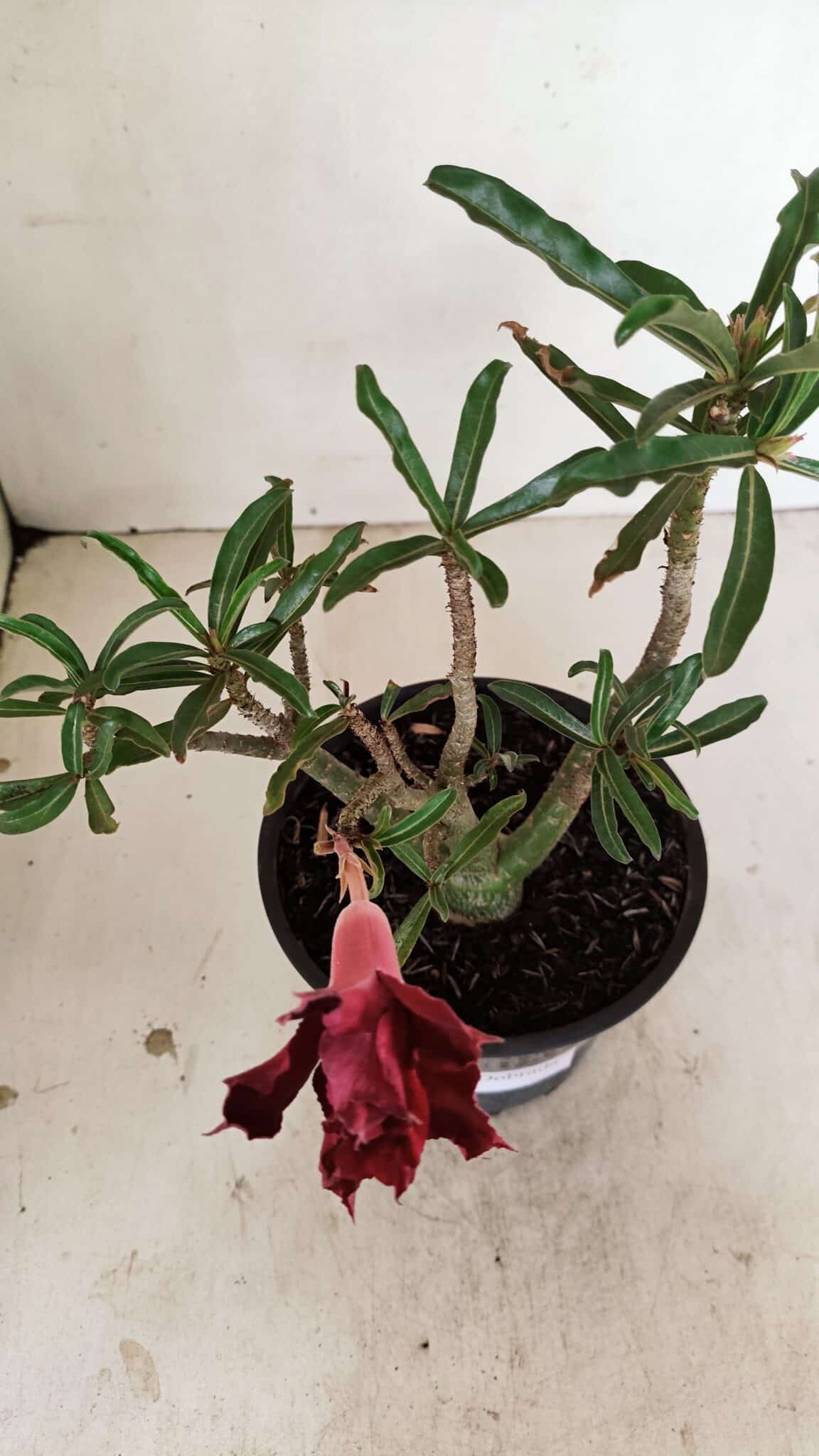 Planta Dobrada 3525 – 30cm – 02 anos - foto 4