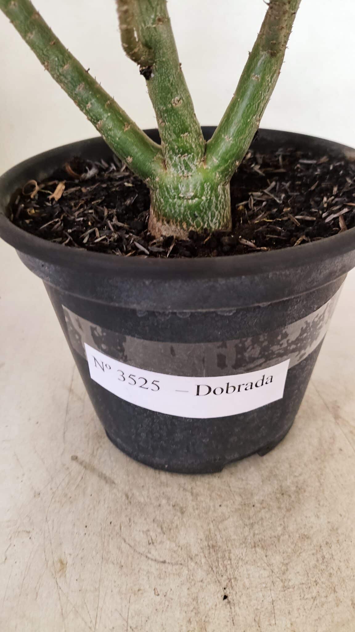 Planta Dobrada 3525 – 30cm – 02 anos - foto 7