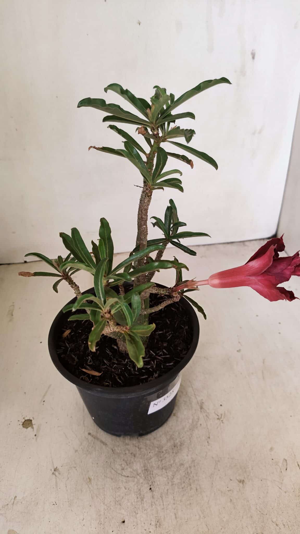 Planta Dobrada 3525 – 30cm – 02 anos - foto 6