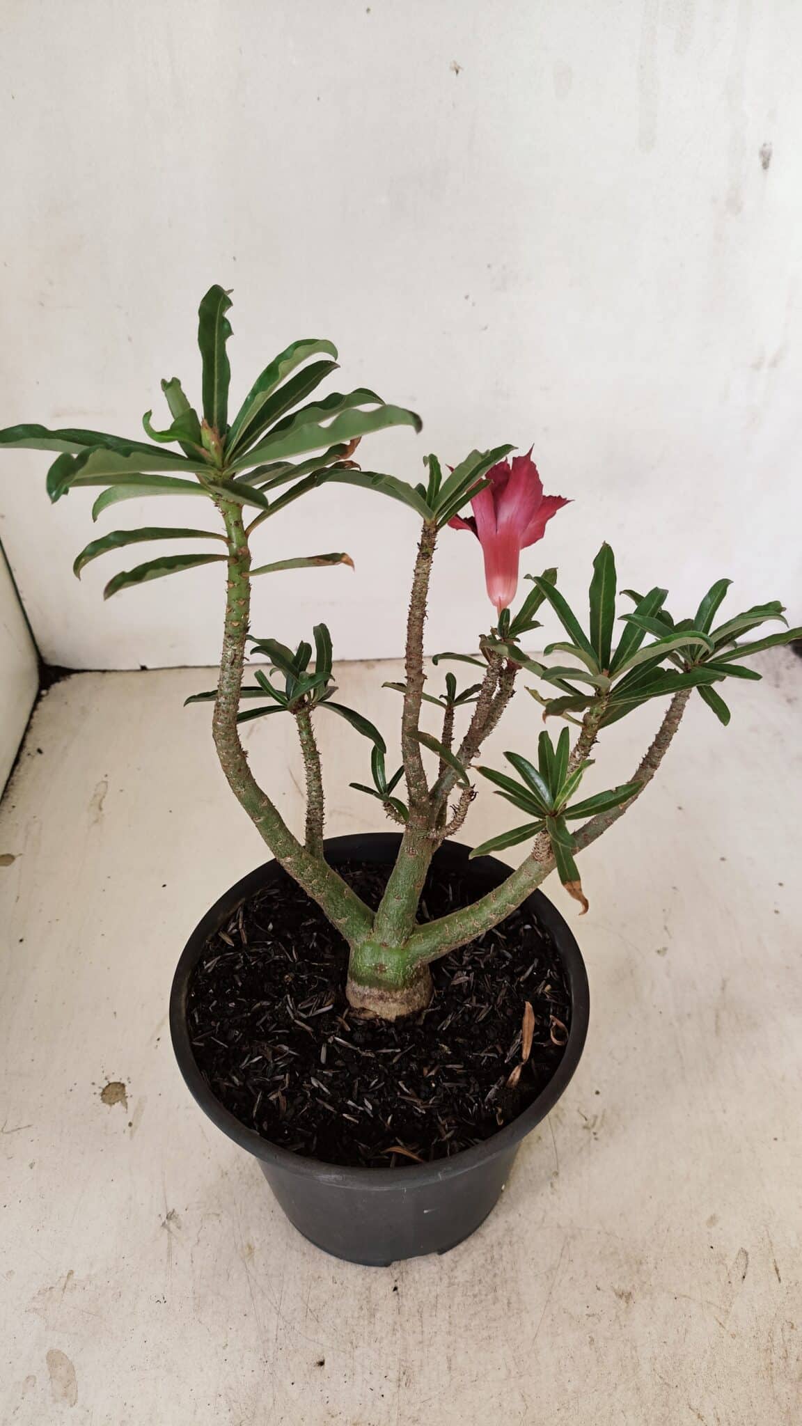 Planta Dobrada 3525 – 30cm – 02 anos - foto 5