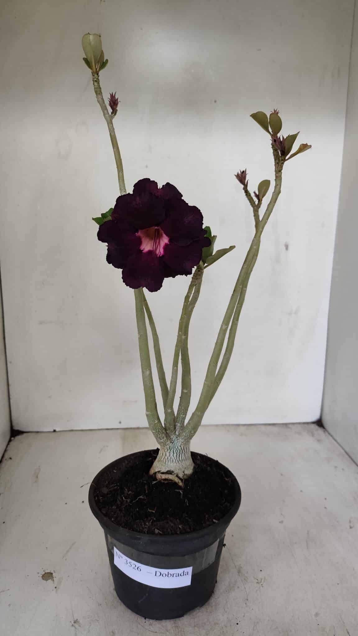 Planta Dobrada 3526 – 35cm – 03 anos - foto 2