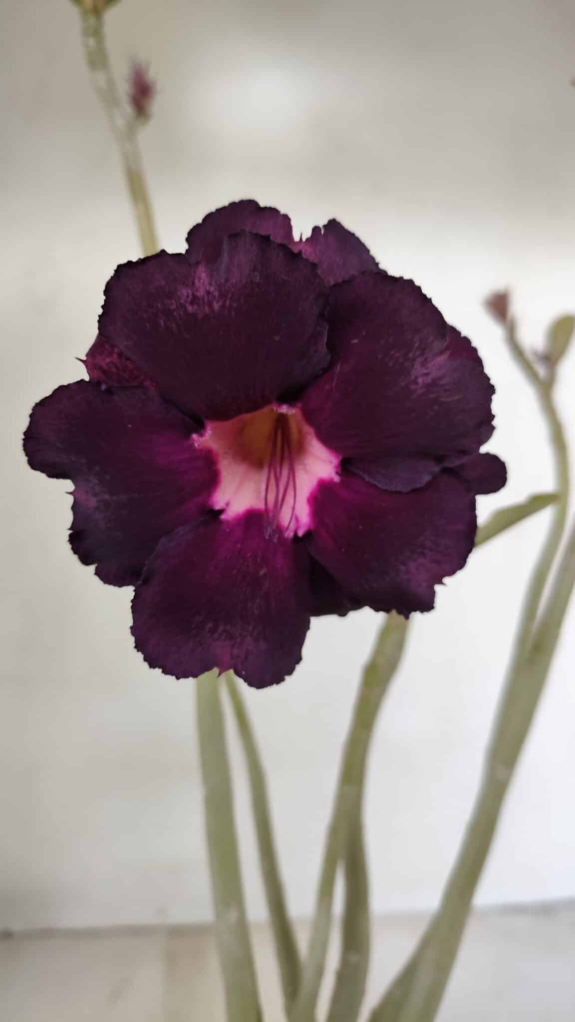 Planta Dobrada 3526 – 35cm – 03 anos - foto 3