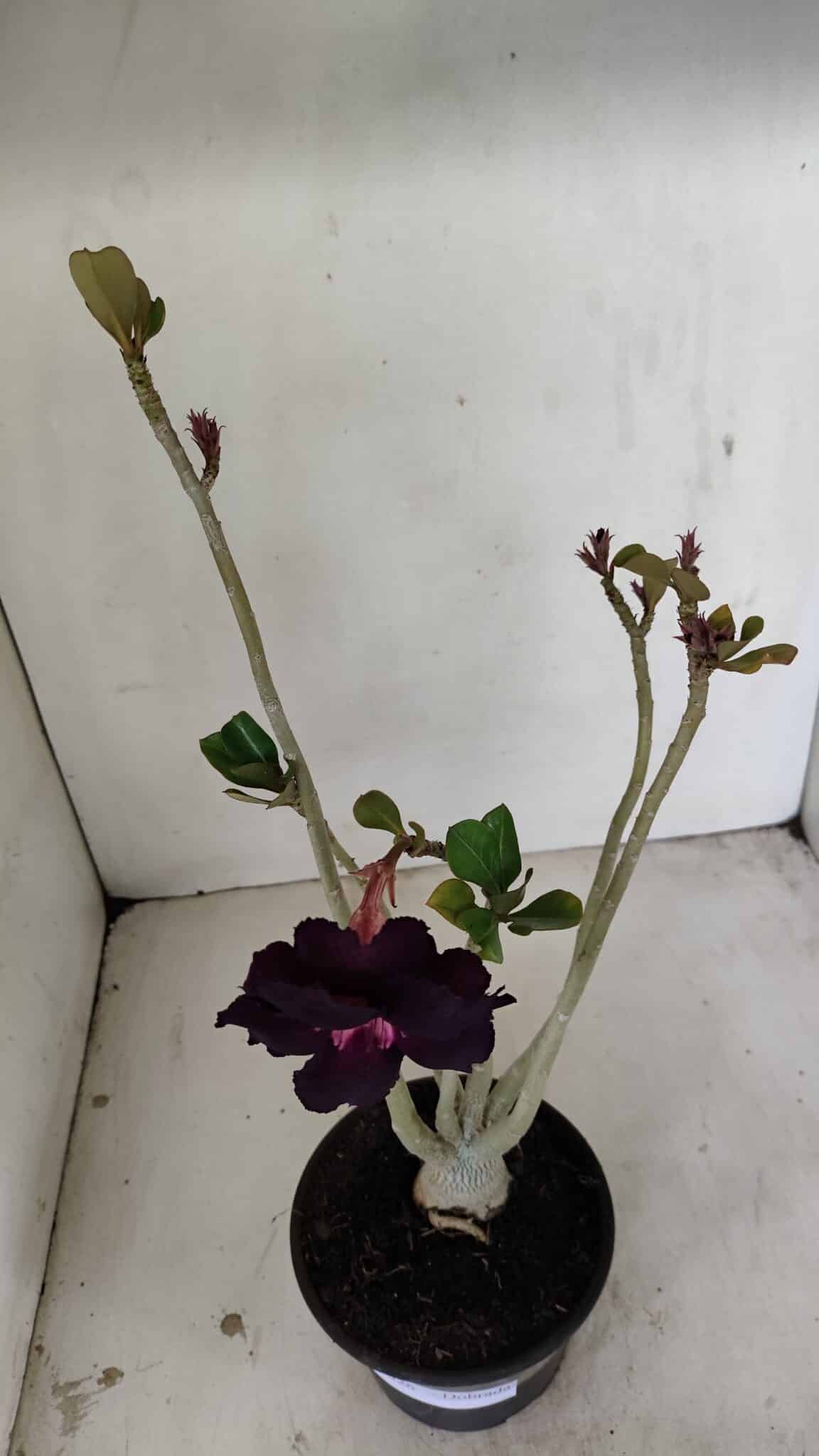 Planta Dobrada 3526 – 35cm – 03 anos - foto 4