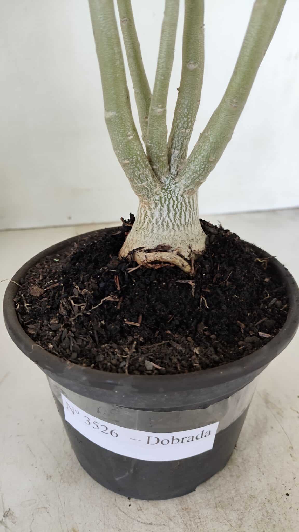 Planta Dobrada 3526 – 35cm – 03 anos - foto 6