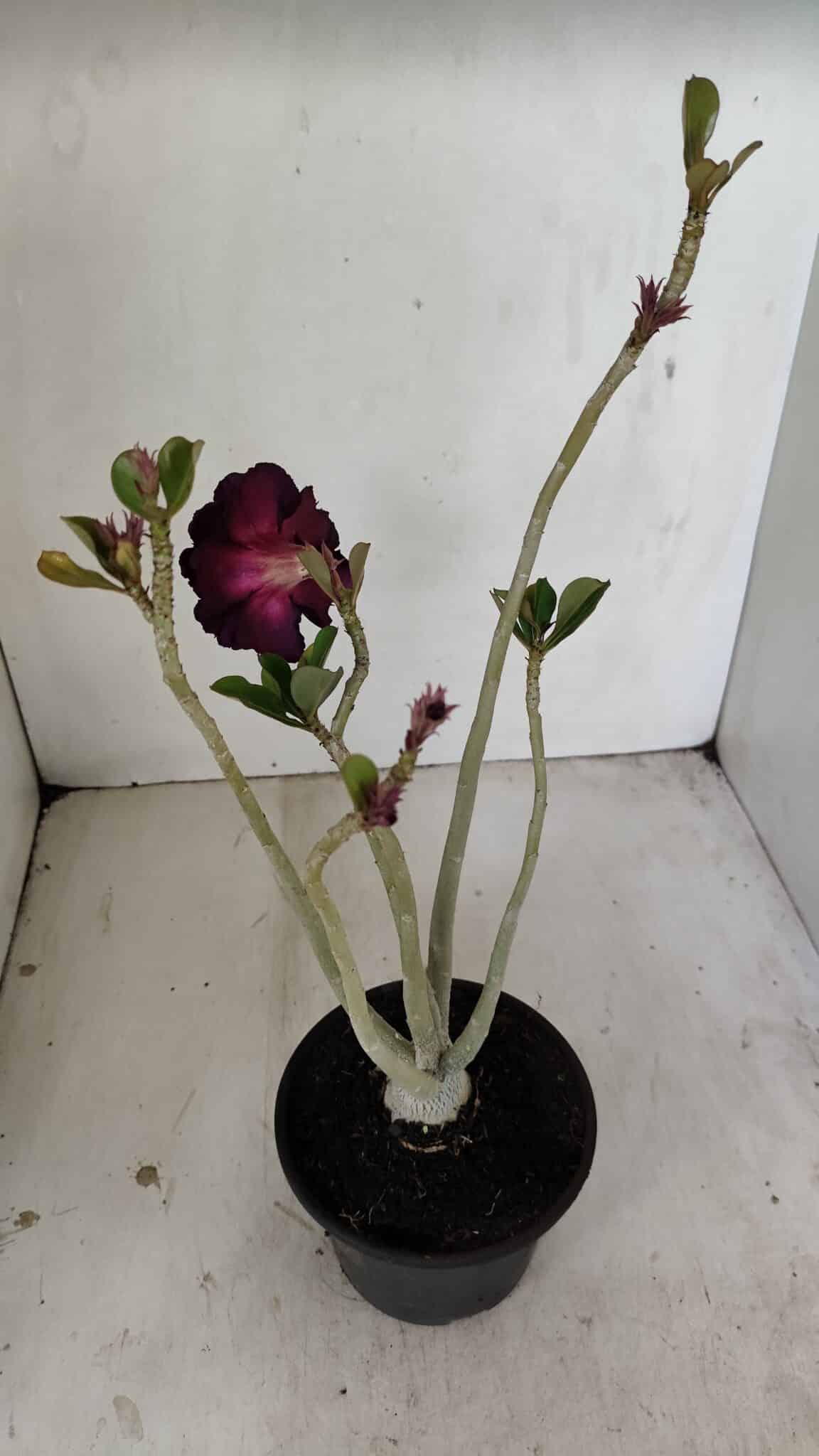 Planta Dobrada 3526 – 35cm – 03 anos - foto 5