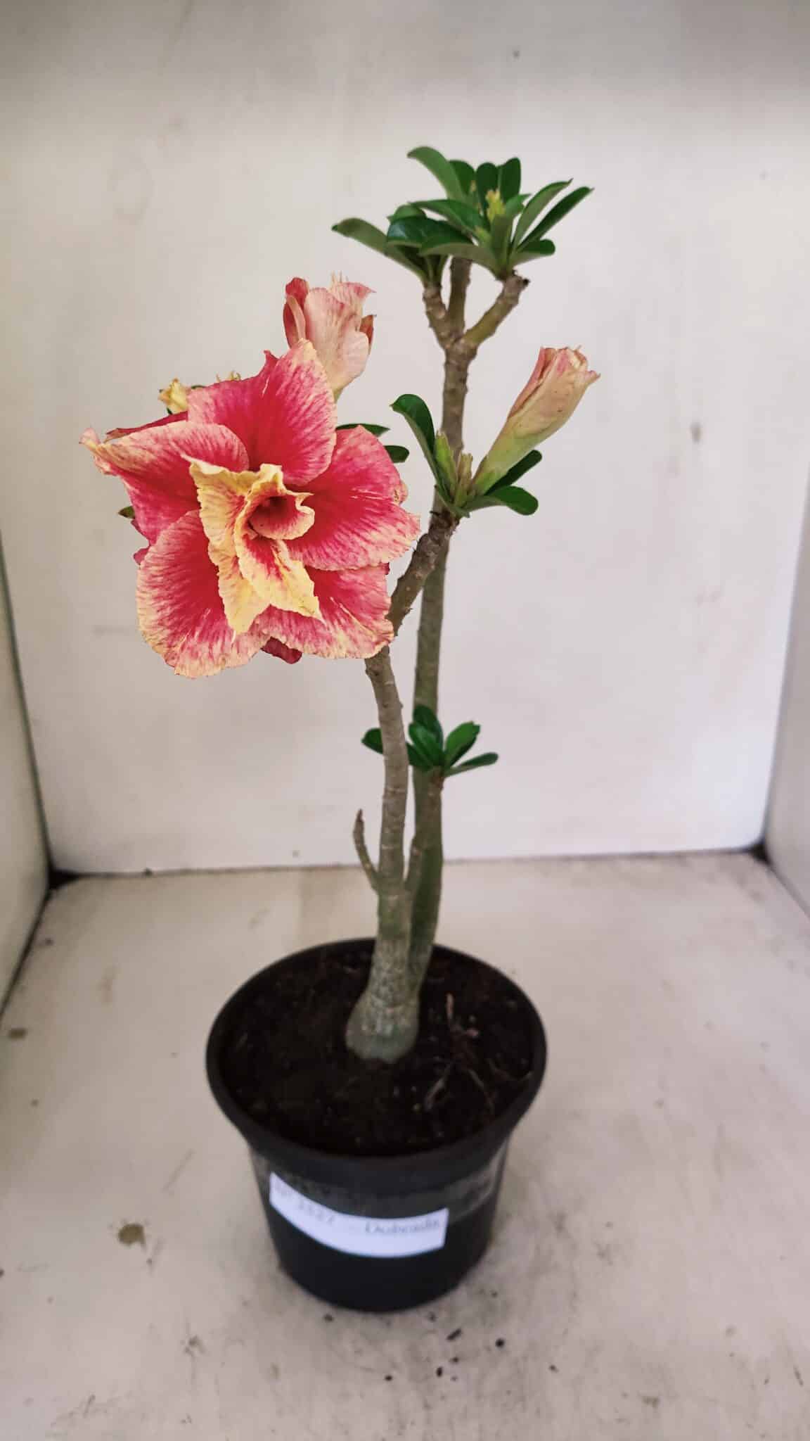 Planta Dobrada 3527 – 35cm – 03 anos - imagem 2